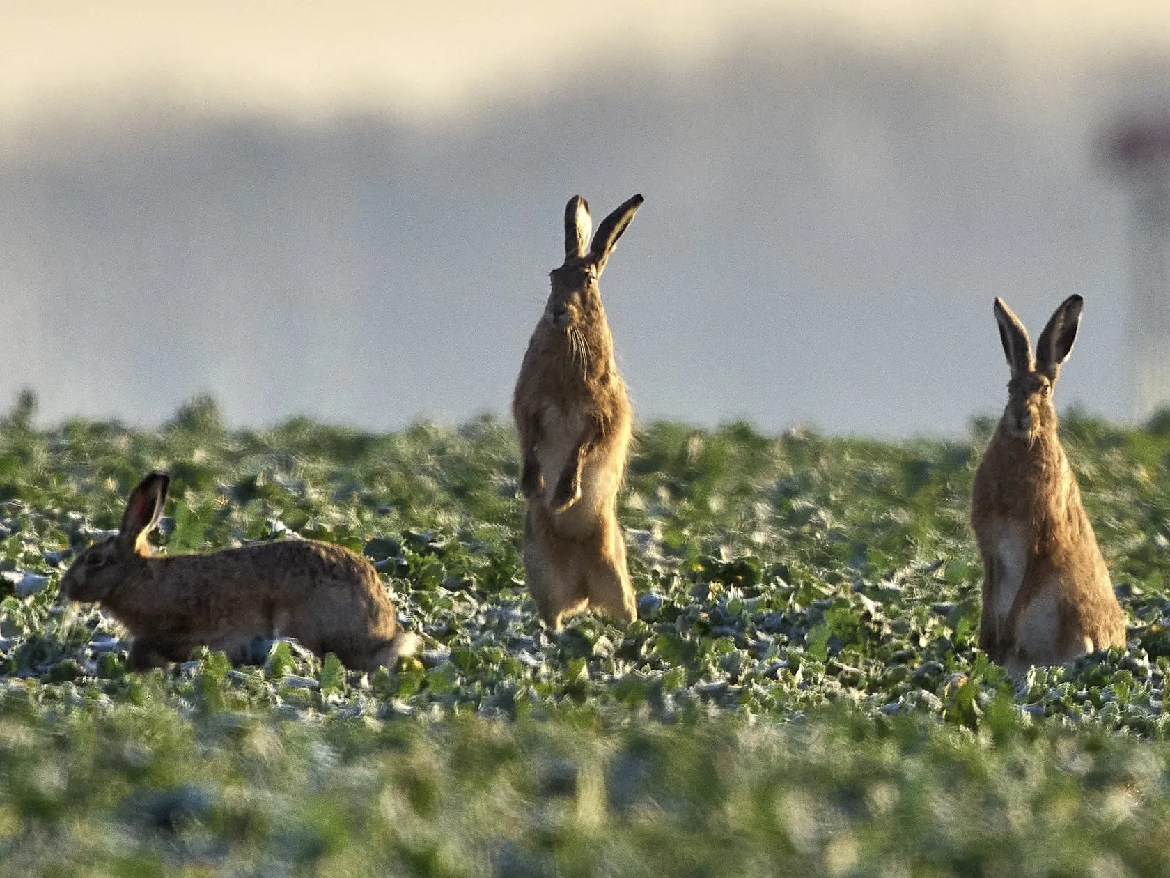 JB 23 Frankfurt - Zajace sa hrajú na poli na predmestí Frankfurtu nad Mohanom 20. marca 2025. FOTO TASR/AP

Hares play on a field in the outskirts of Frankfurt, Germany, Thursday, March 20, 2025. (AP Photo/Michael Probst)