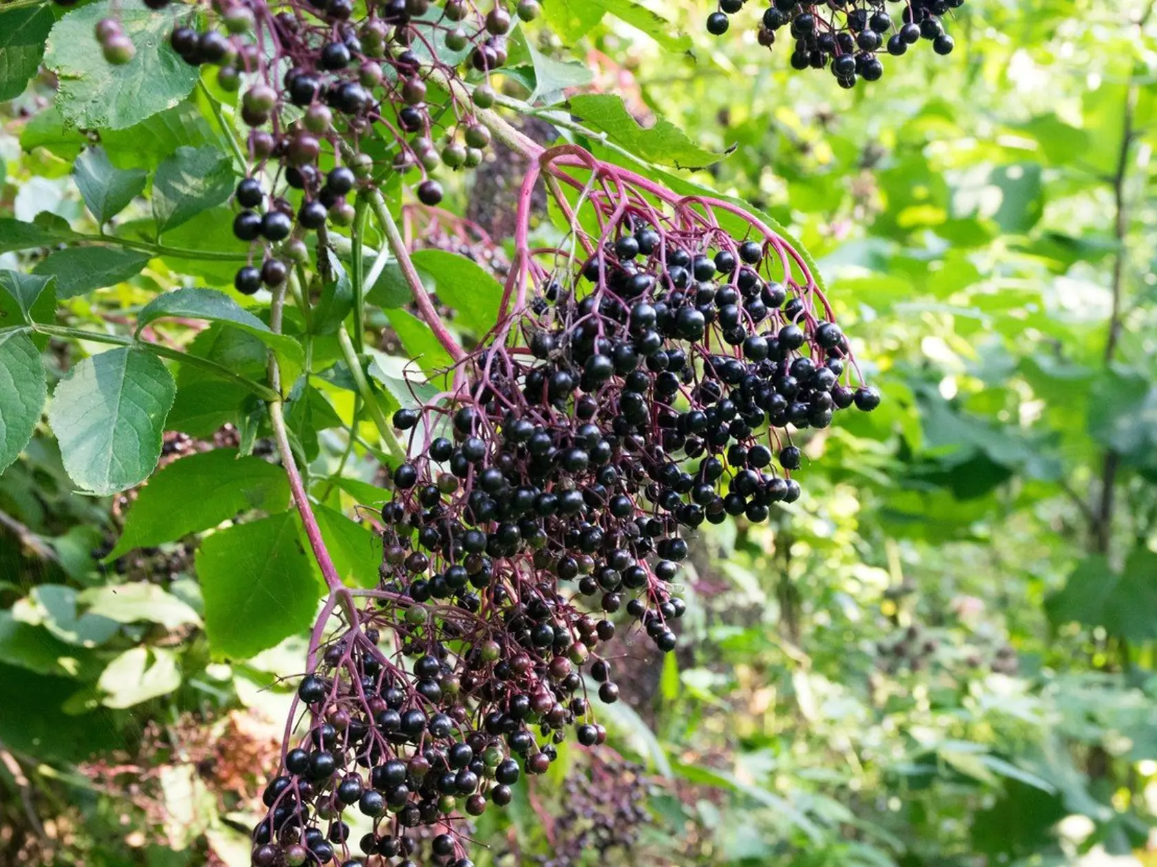 Extrakt z muškátu Pelargonium sidoides priamo zvyšuje syntézu interferónov. Sú to veľmi dôležité protivírusové látky, ktoré majú schopnosť izolovať a likvidovať niektoré vírusy. „Diskutuje sa tiež o priaznivých účinkoch extraktov z bazy čiernej (Sambucus nigra, L.), ktorá preukázateľne inhibuje replikáciu vírusov. Rovnaký, replikačne inhibičný účinok má aj zinok,“ dodáva lekárnik. Znamená to, že dokážu utlmiť či zabrzdiť množeniu vírusov.