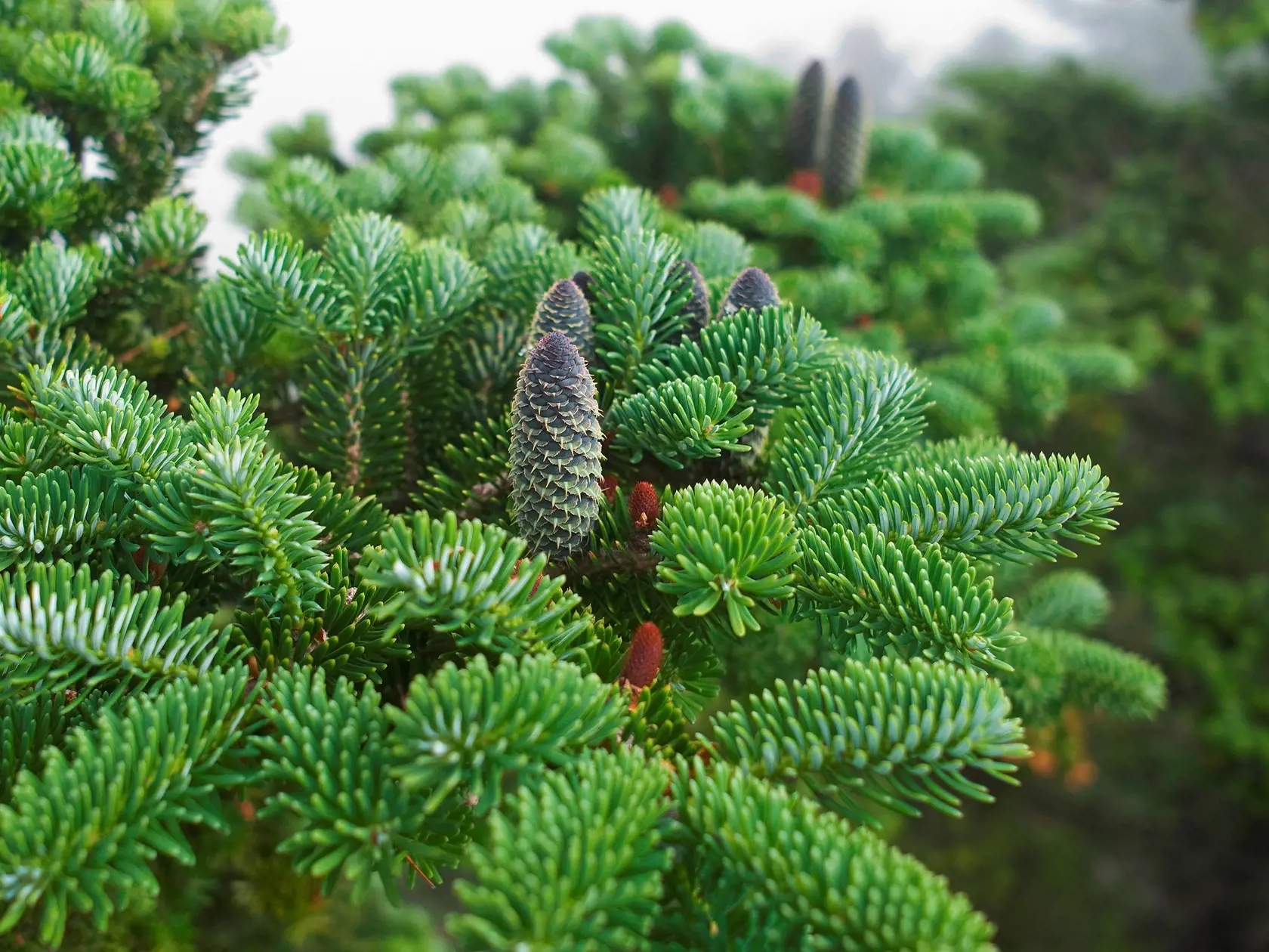 Jedľa kórejská (Abies koreana)