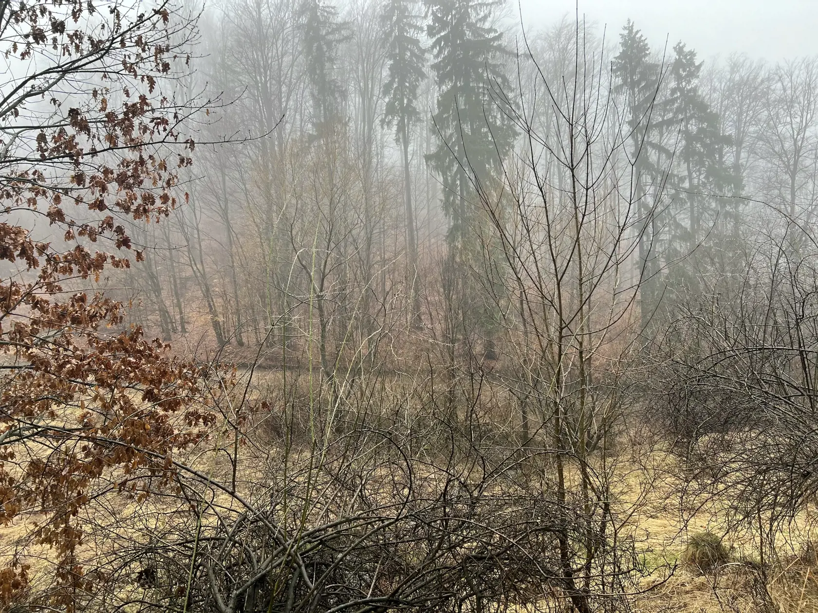 Tiež boli pred časom len kúsok od Kalvárie zobrať dva kusy sŕn, ktoré uhnal na smrť pes. “Domáci nám hovoril, že tieto srny sa chceli rýchlo skyrť uňho v záhrade a toľko búchali do plotu, až kým zraneniam podľahli a pes ich obžúval. Zákon nám síce umožňuje, že v rámci opatrení môžeme psa eliminovať úplne, ale aspoň my to nerobíme. Neviem o tom, že by za posledné dva roky v tejto oblasti niekto pristúpil k takémuto kroku, ” uzavrel.