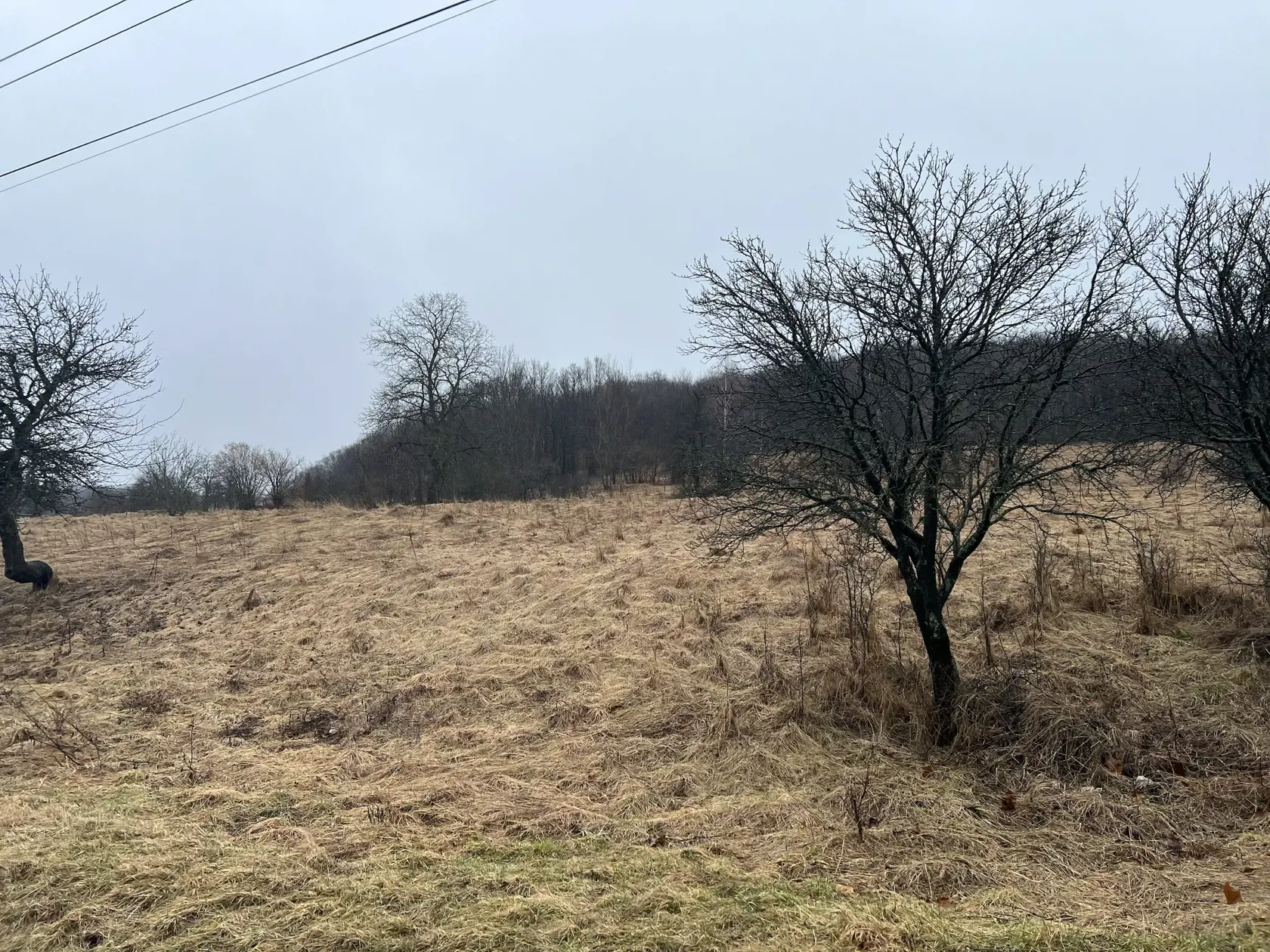 Mestá a obce túto otázku riešia všeobecne záväzným nariadením, ktorým sa zakazuje voľný pohyb psa na verejnom priestranstve a v rámci poľovného revíru sa zas riadia zákonom o poľovníctve, zákonom o lesoch a ostatnými nariadeniami.