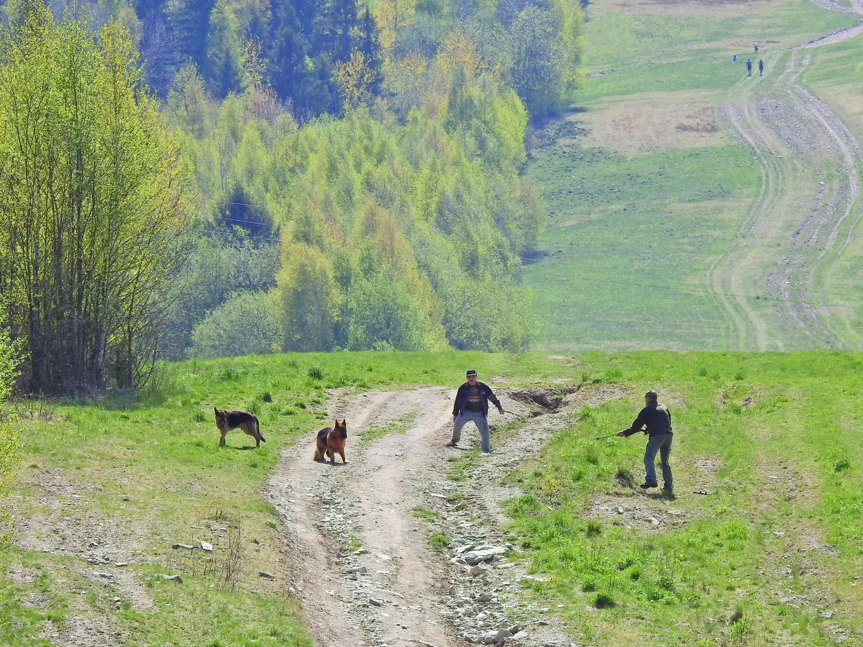 Viacerí svedkovia nechápali zásah poľovníkov, pretože psy boli pokojné a priateľské.