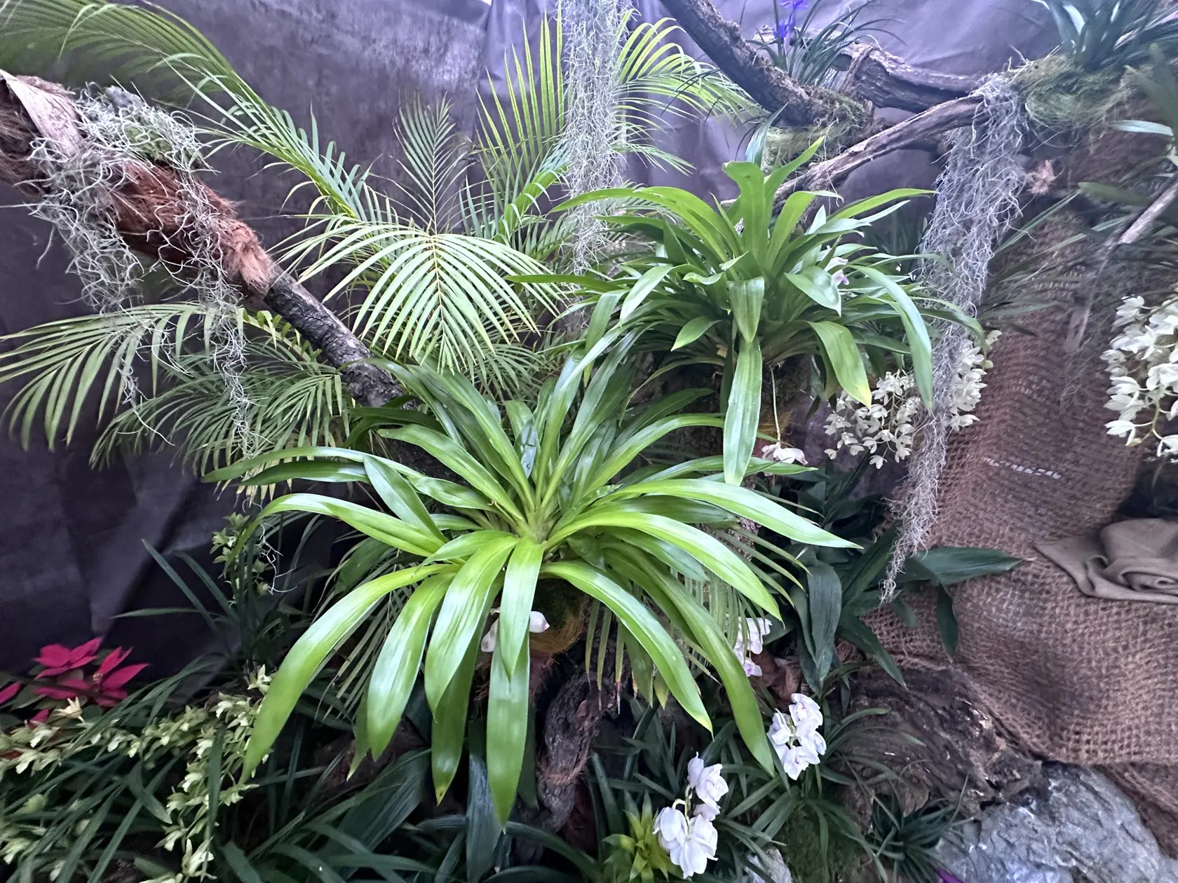 Výstava orchideí v Botanickej záhrade UPJŠ Košice.