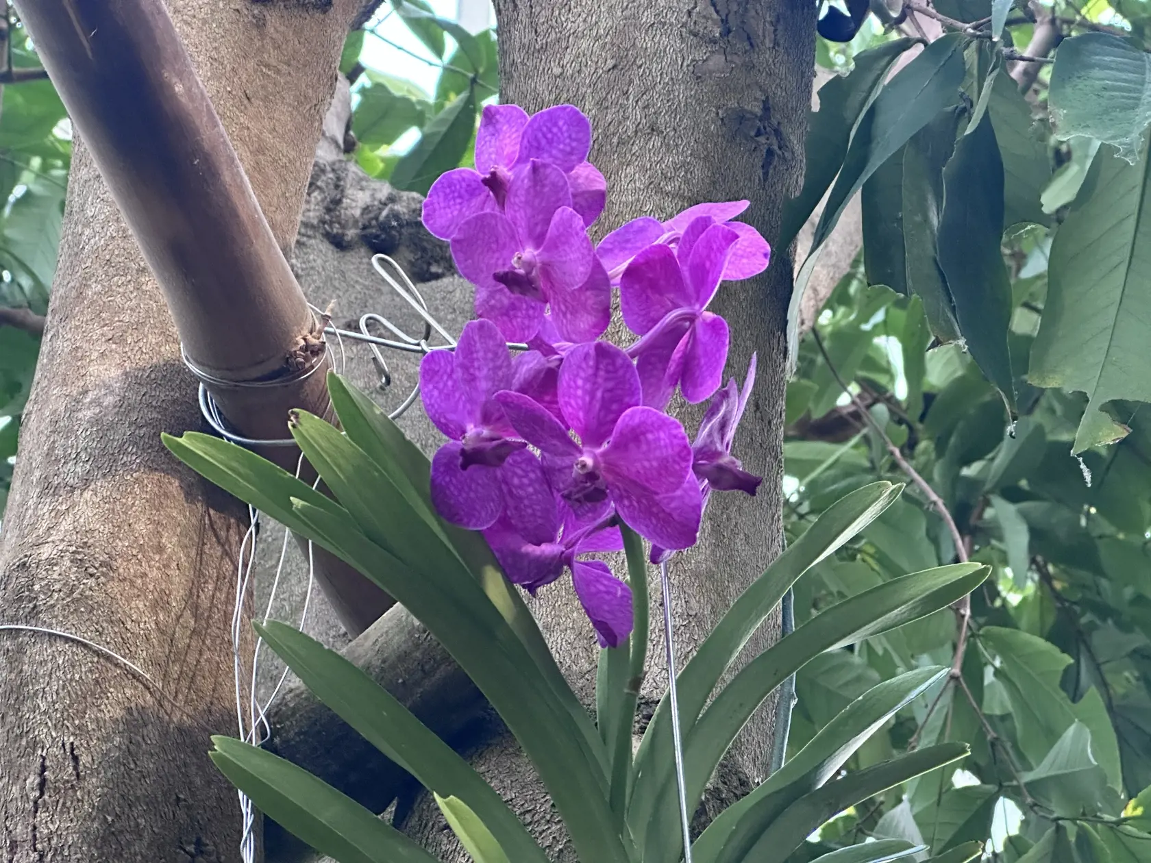 Výstava orchideí v Botanickej záhrade UPJŠ Košice.