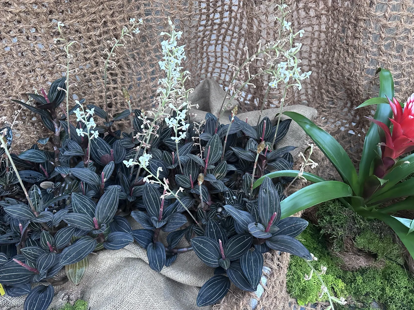 Jewel Orchids sú známe svojimi listami, nie kvetmi.