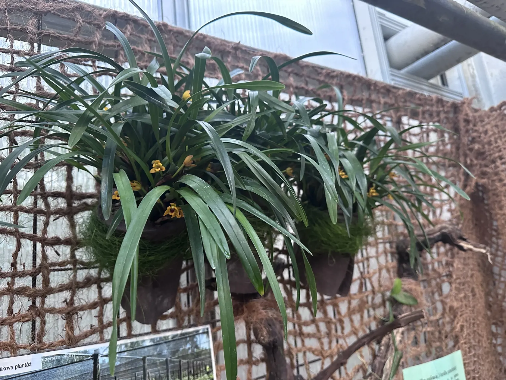 Atypická orchidea Maxillaria variabilis.