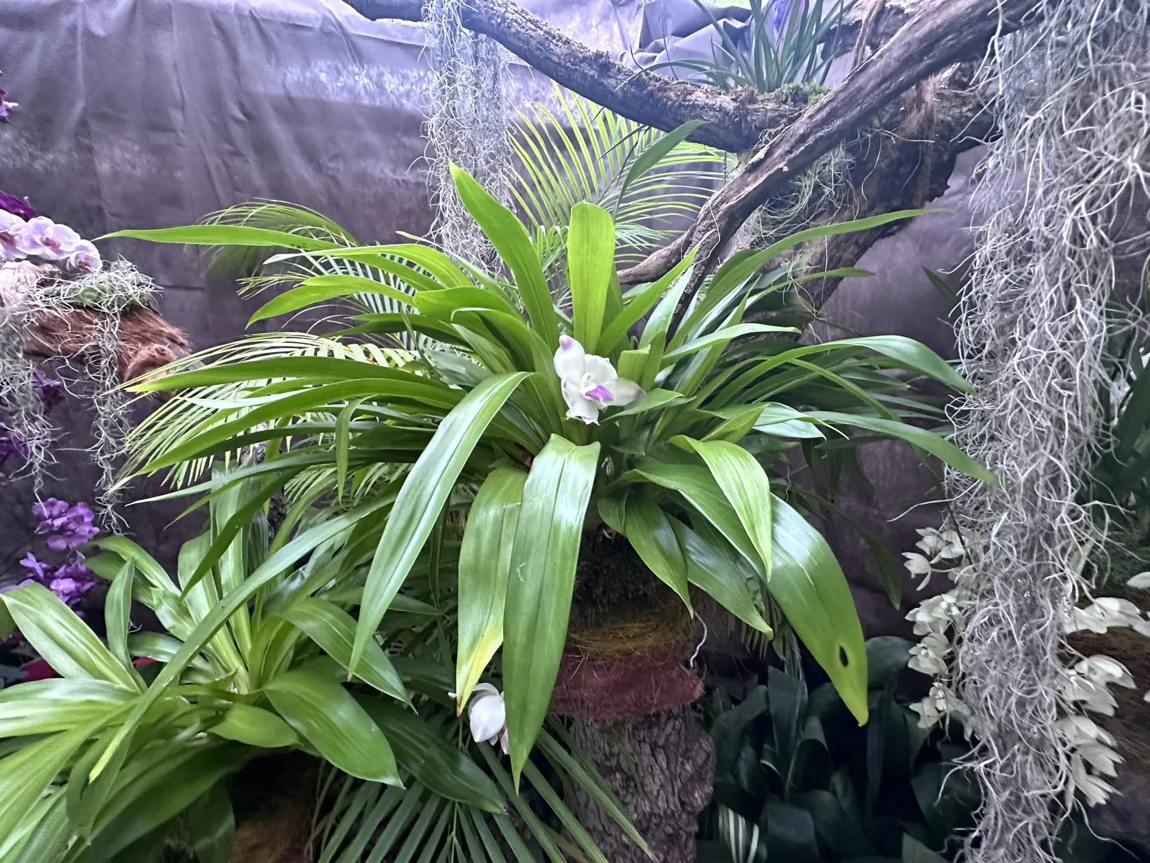 Orchidea s vôňou púdru a ruží.