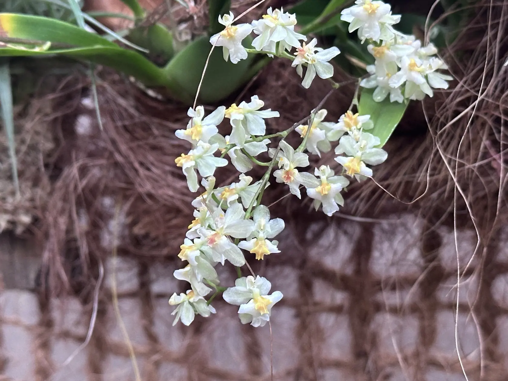 Najmenšia orchidea, akú na výstave nájdete.
