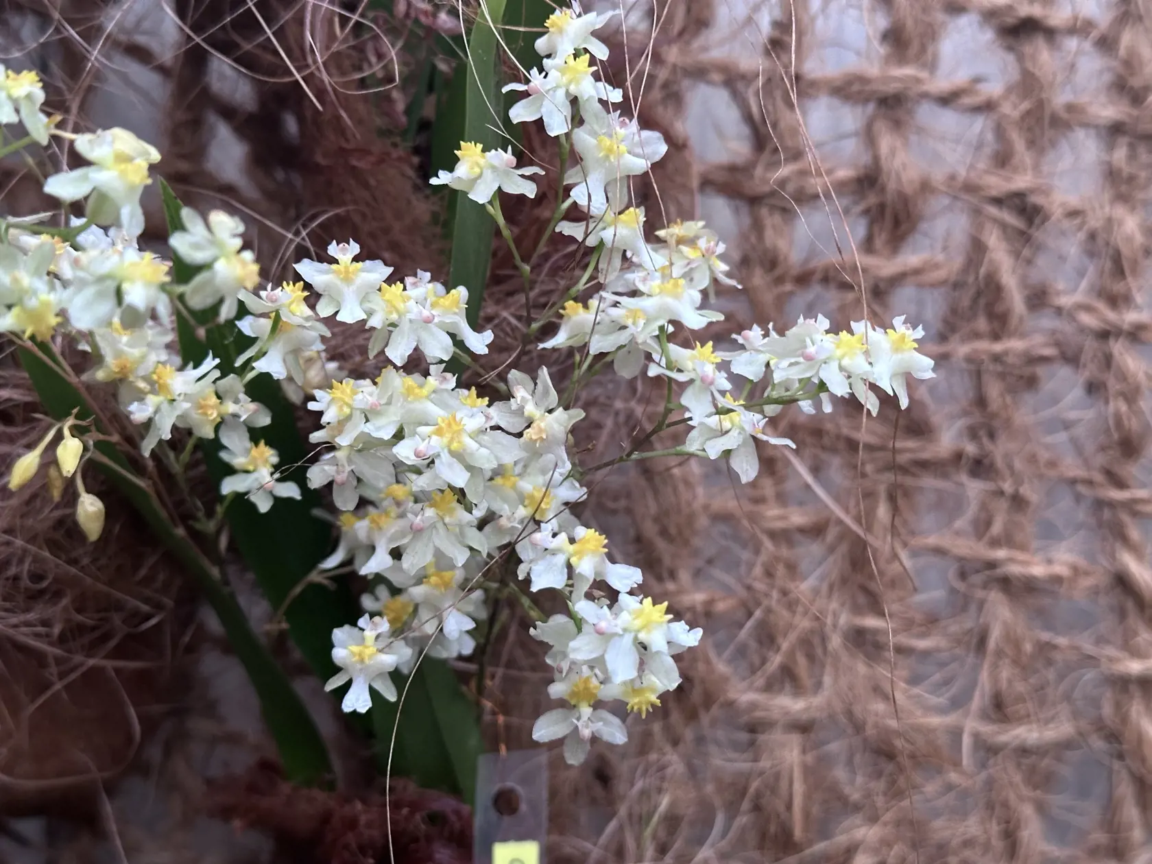 Oncidium twinkle je známy aj ako voňavá fantázia a orchidea má na sebe desiatky, ba až stovky kvetov.