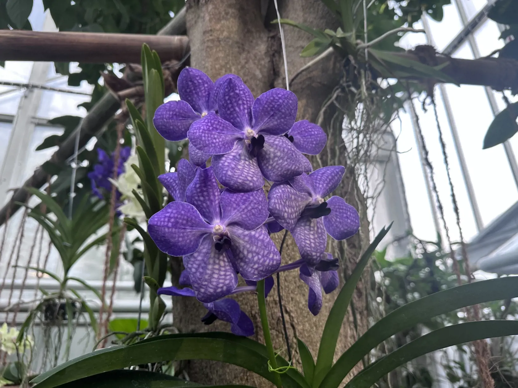 Kvety orchidey Vandy.