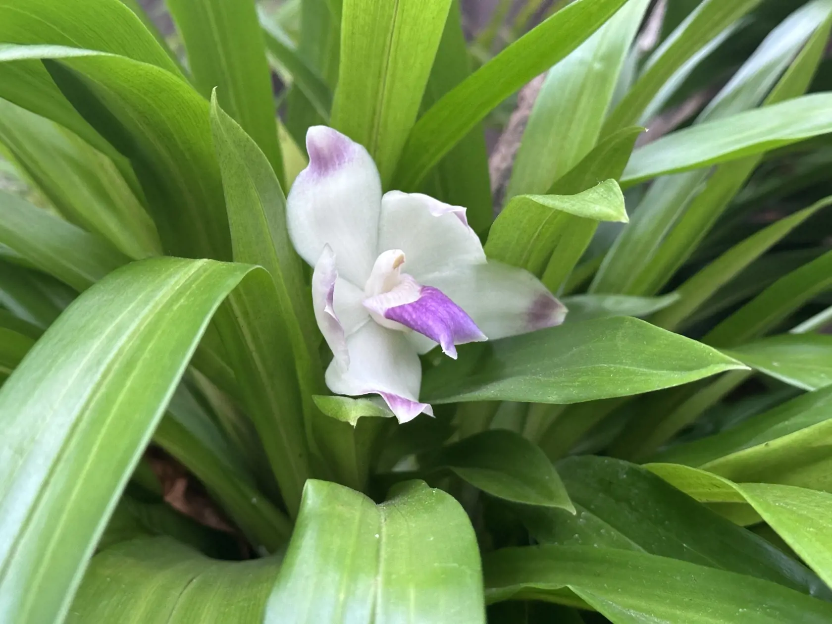 Tento rok však návštevníkov lákajú na atypickú orchideu Pescatoria dayana známu svojou nádhernou vôňou. Jej voňavé kvety dorastajú do siedmich centimetrov, sú voskovité a dlhotrváce. Ak sa k nej priblížite, môžete cítiť zmes púdru a ruží.