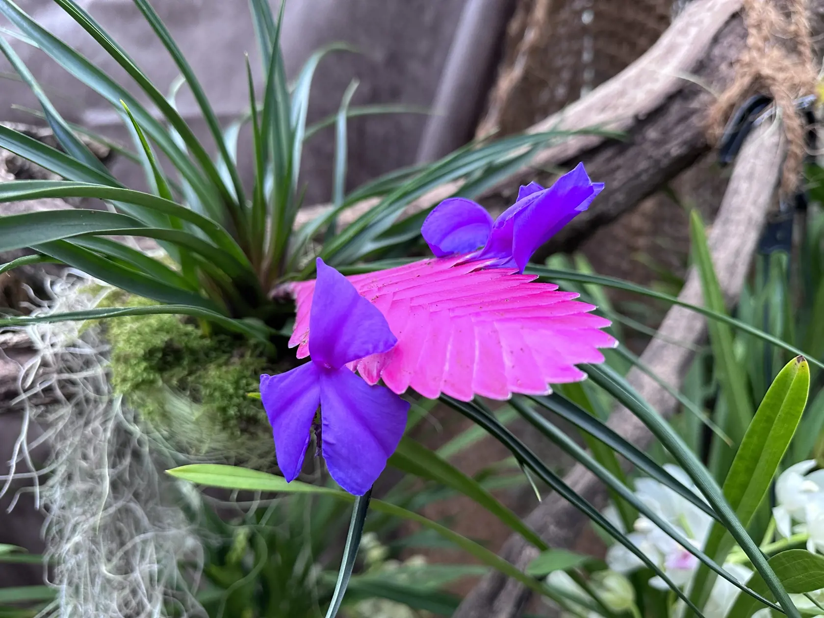 Všetky prezentované orchidey by sa pokojne na Slovensku dali pestovať.