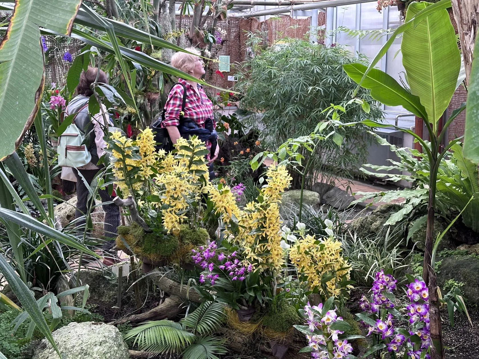 Tiež aj zoradiť a doladiť orchidey tak, aby bola výstava pútavá.