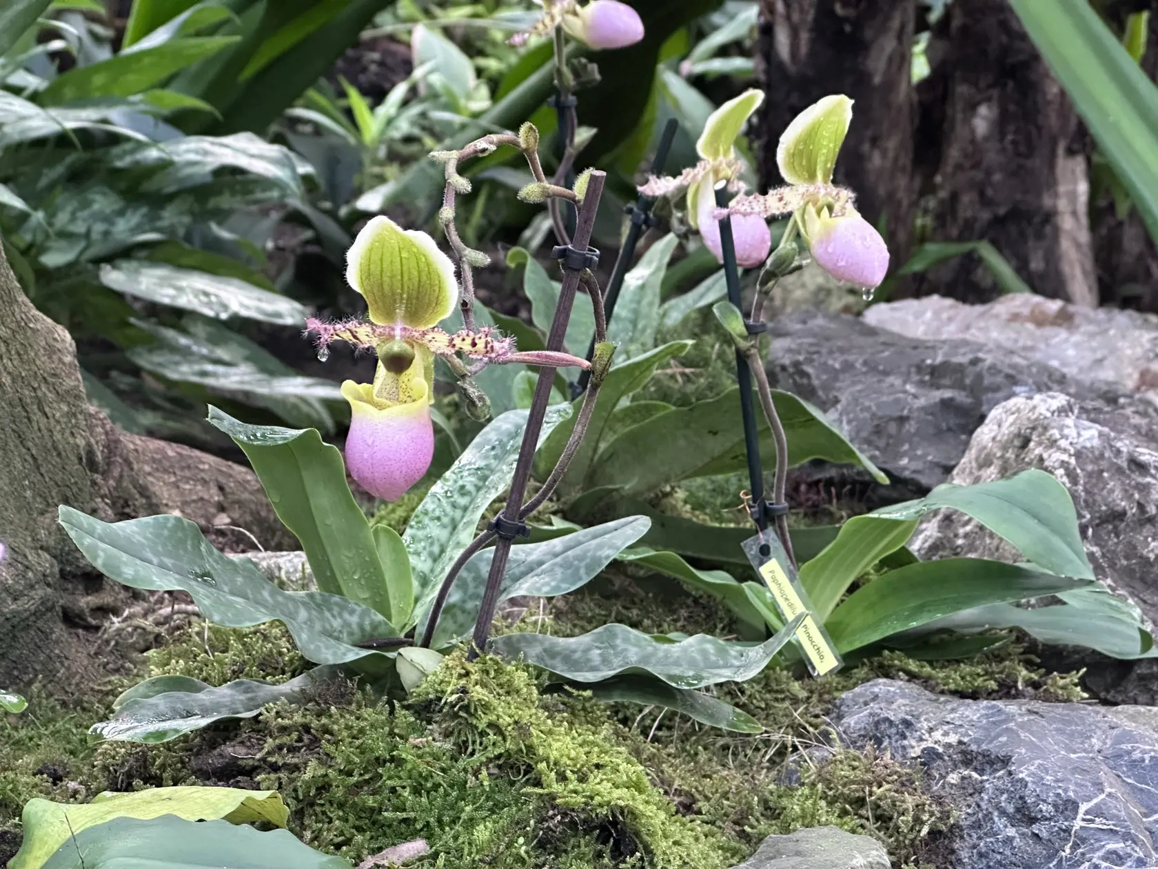 „Výstava orchideí a motýľov sú dve najobľúbenejšie u nás,“ teší sa Kocová.
