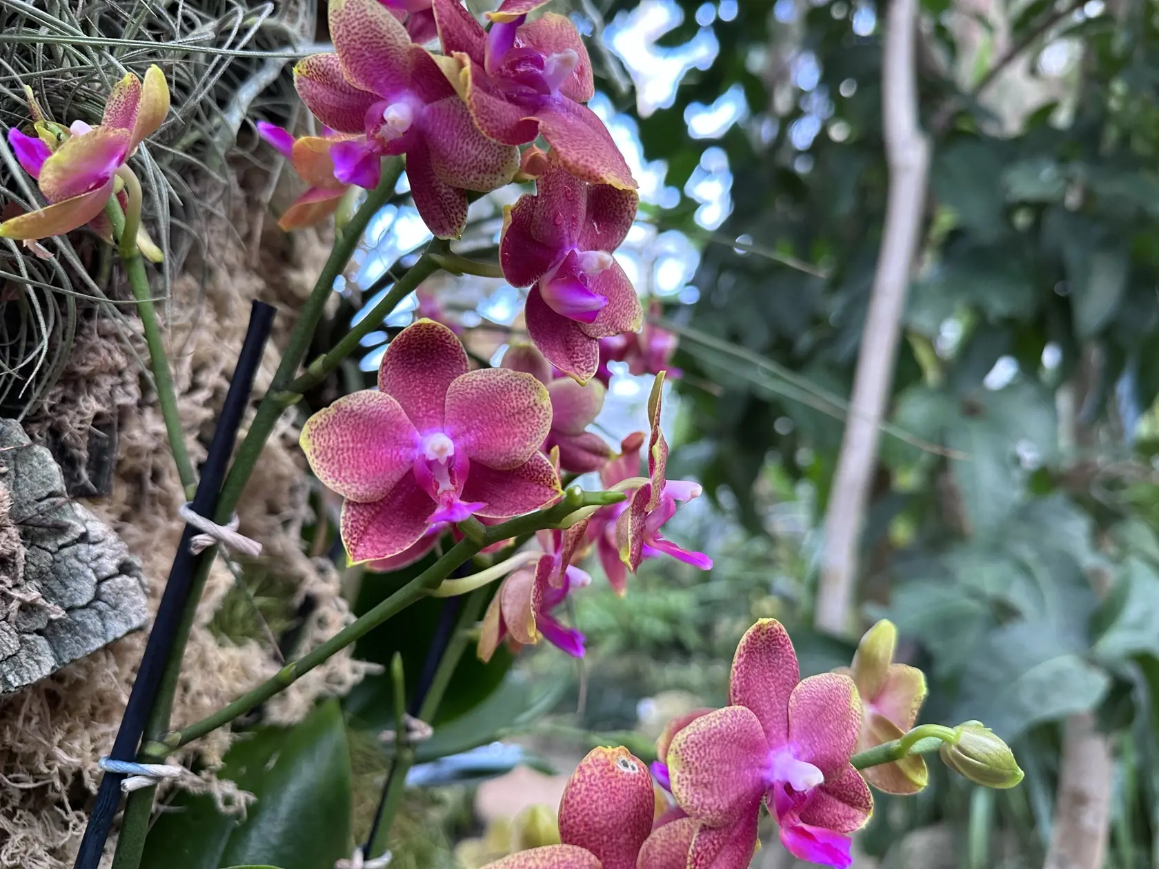 Prevažnú časť obrovského skleníka tvoria ‚klasické' orchidey, ktoré poznáme i z našich domácností.