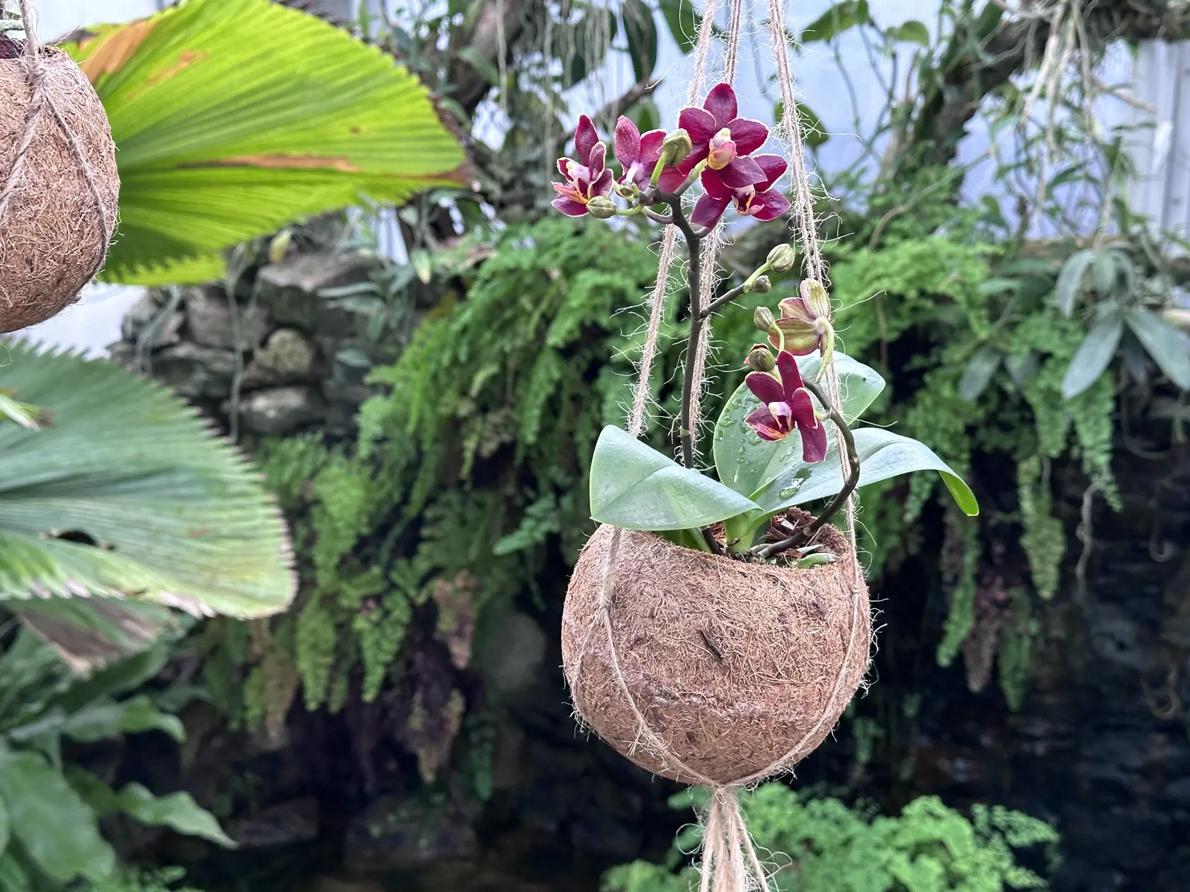 Jedinečná výstava orchideí v Košiciach.