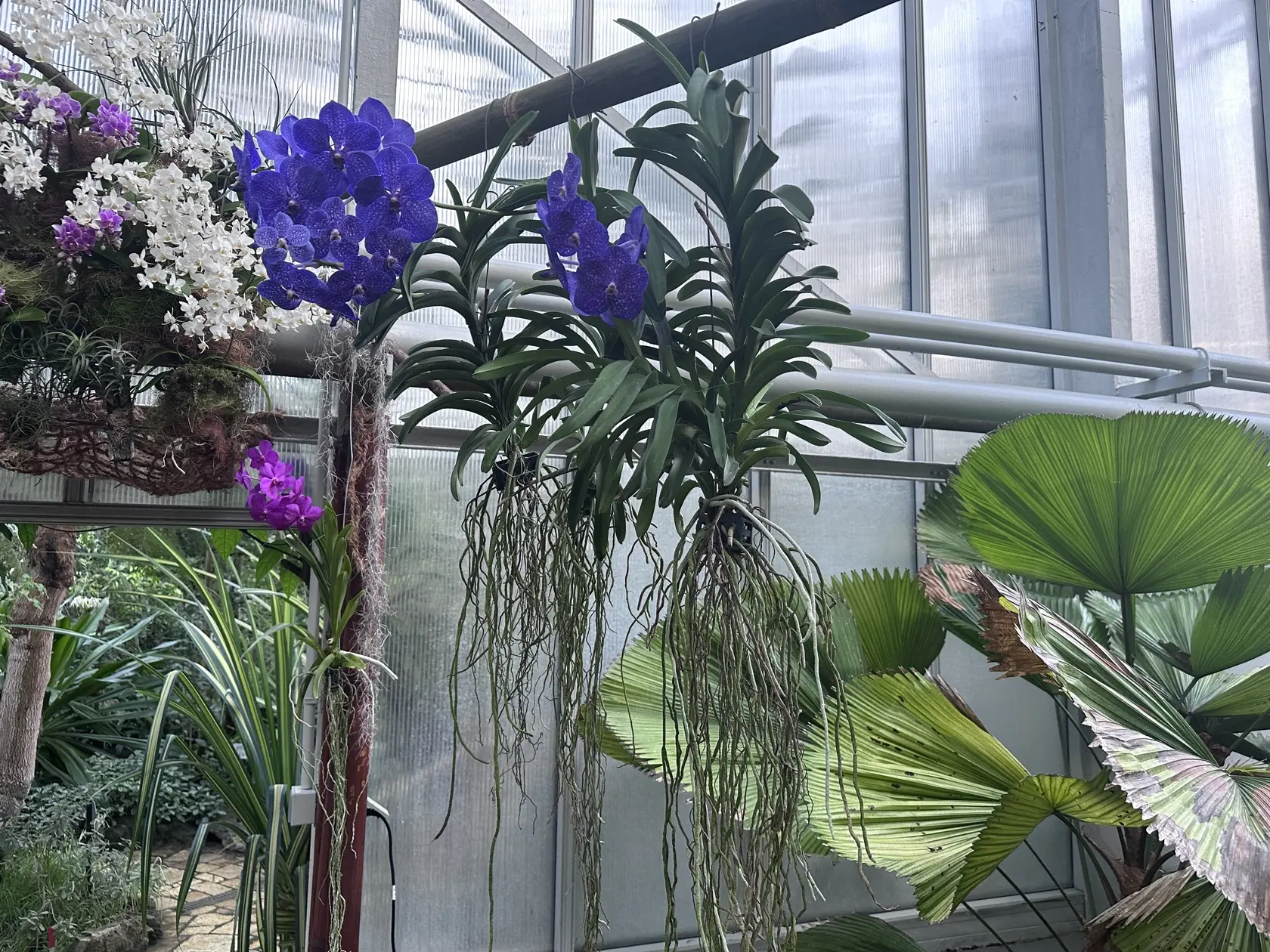 Orchidea Vanda.