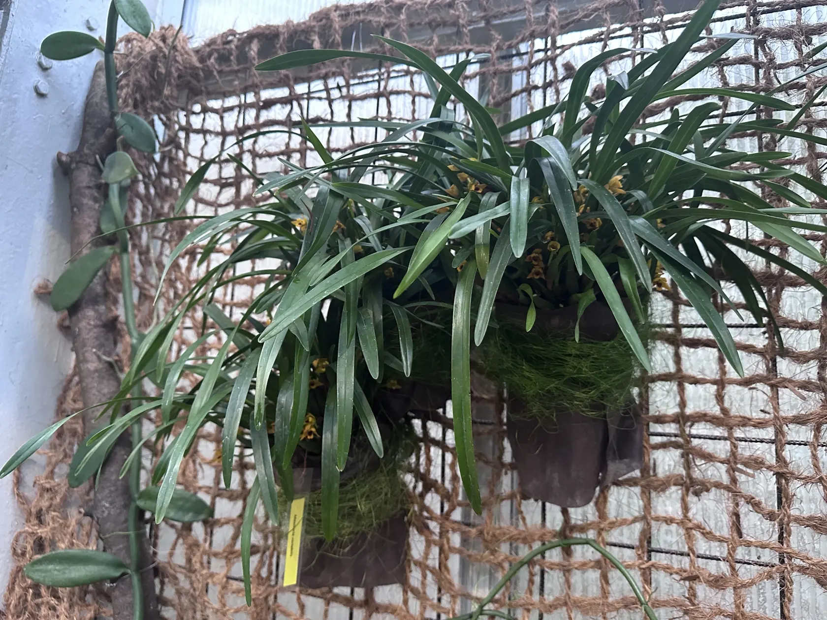 Maxillaria variabilis - medzi listami sa skrývajú malé kvety.
