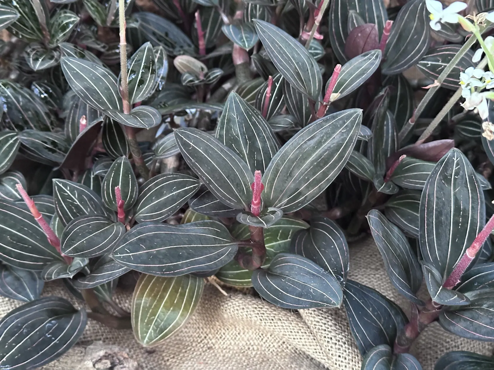 Jewel Orchids sú známe svojimi listami, nie kvetmi.