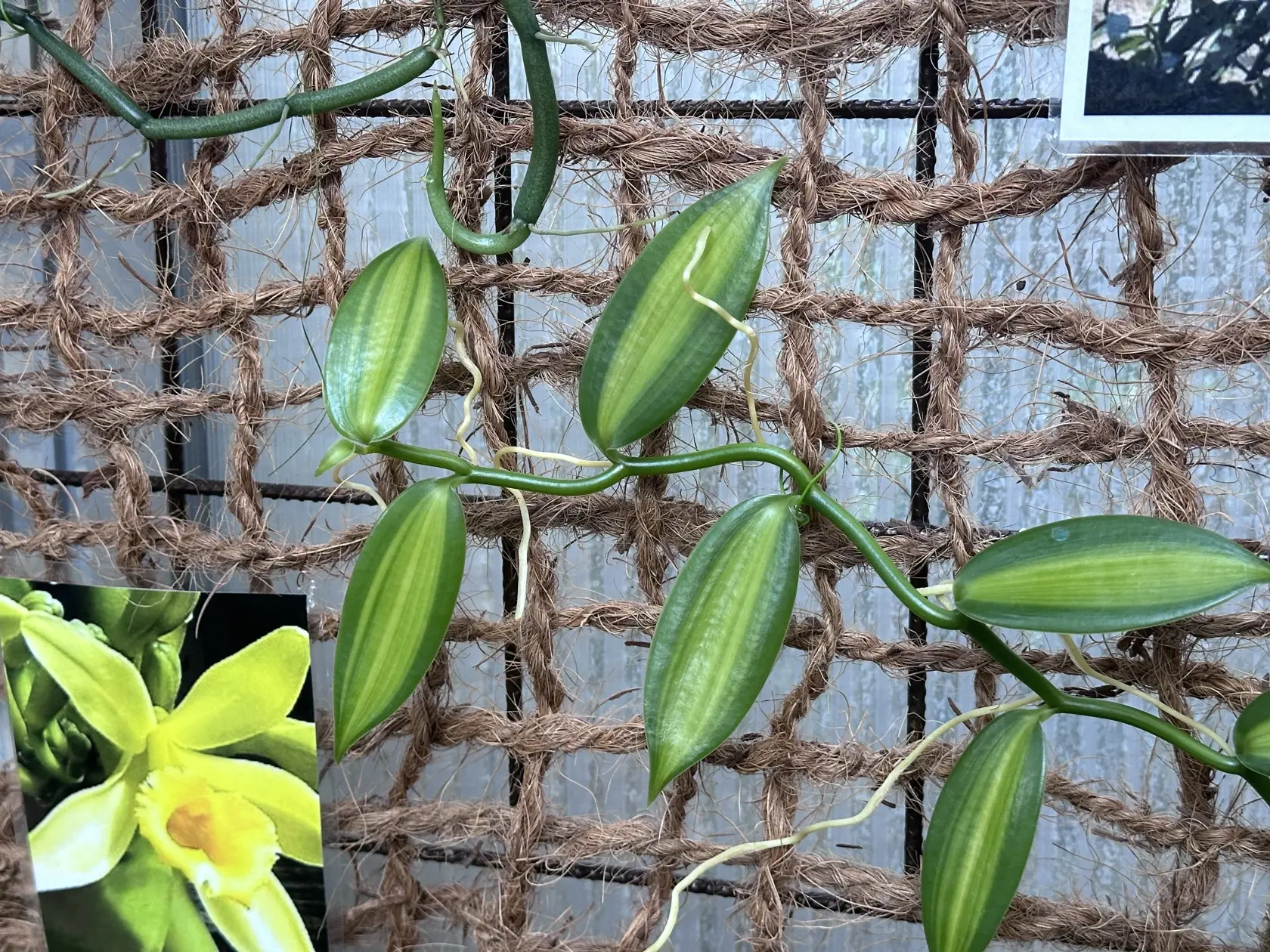 Výstava orchideí v Botanickej záhrade UPJŠ Košice.
