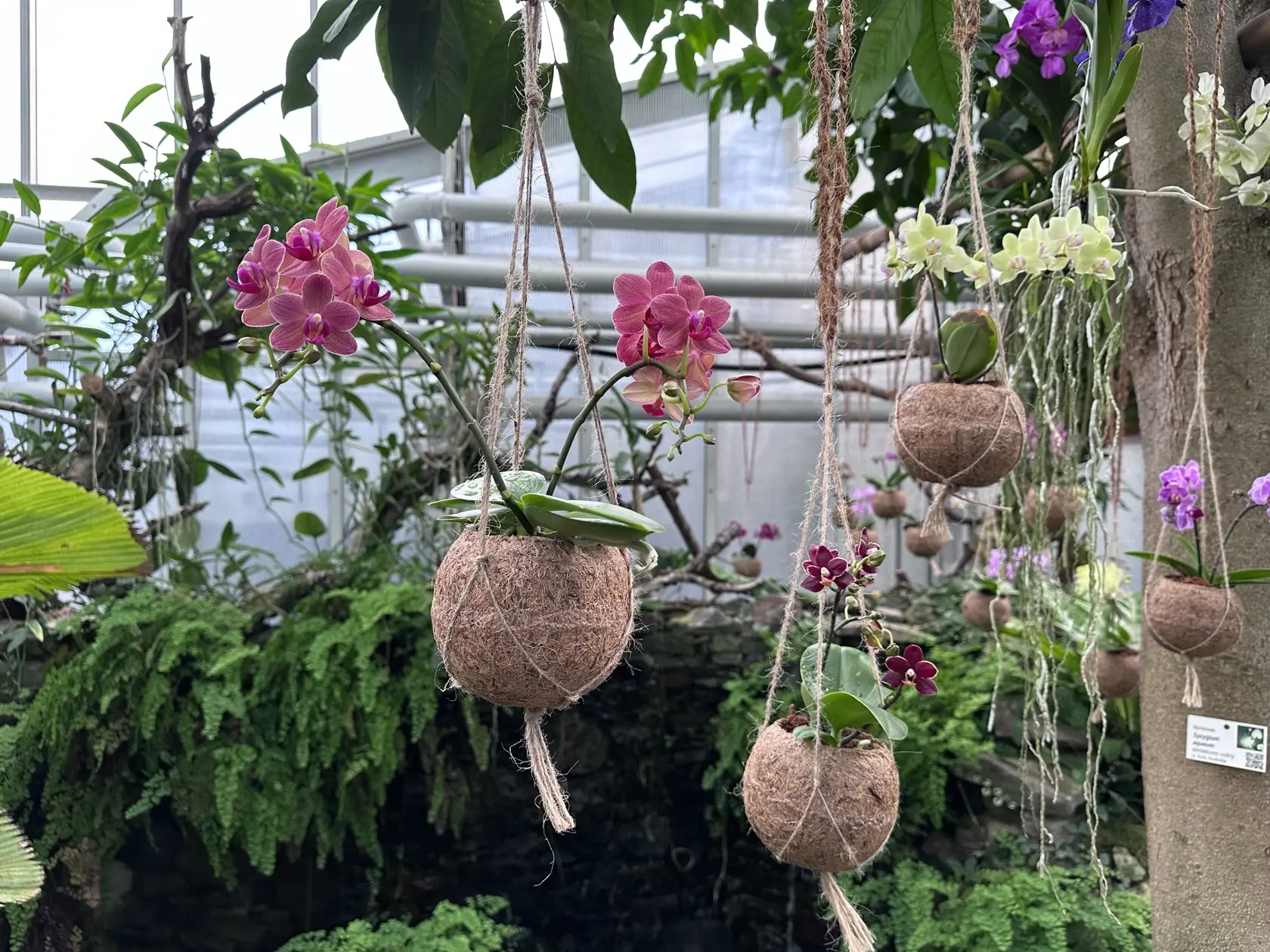 Málokto si však aj prečíta sprievodné tabuľky, ktoré informujú o výnimočnosti niektorých orchidey.