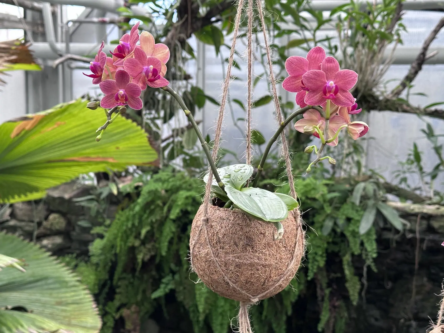 Ľudské oko však tešia najmä takéto orchidey.
