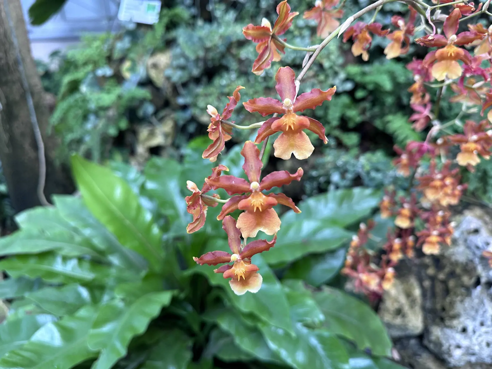 Botanickú záhradu UPJŠ v Košiciach zaplavili doslova vône orchideí.