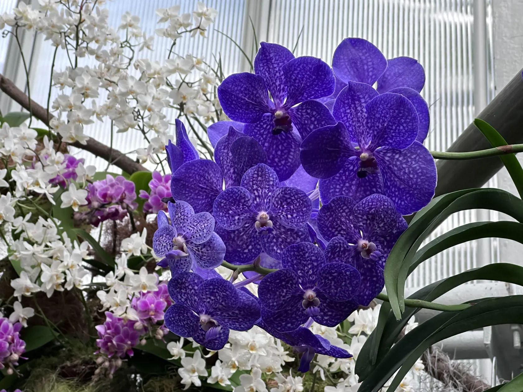 Výstava orchideí v Botanickej záhrade UPJŠ Košice.