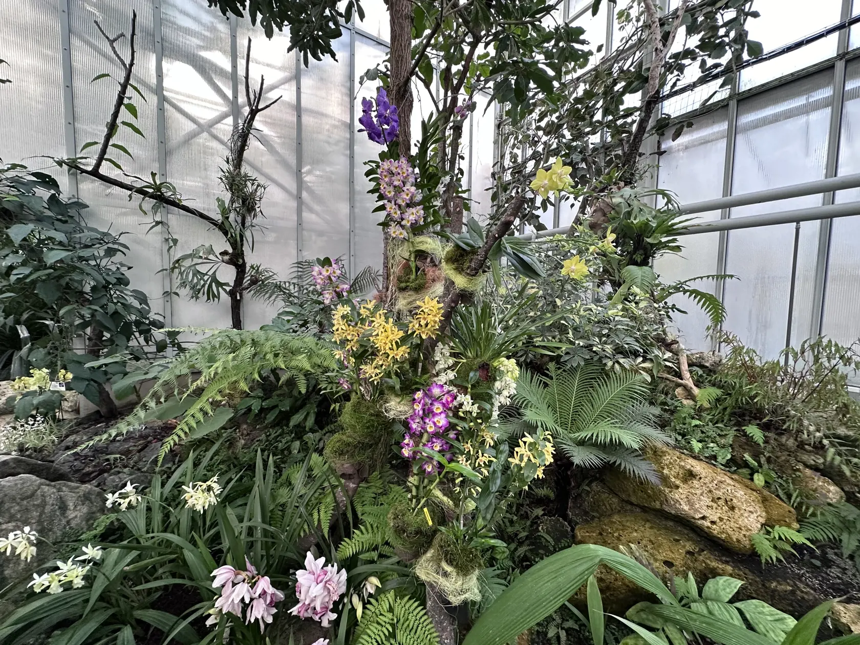 Výstava orchideí v Botanickej záhrade UPJŠ Košice.