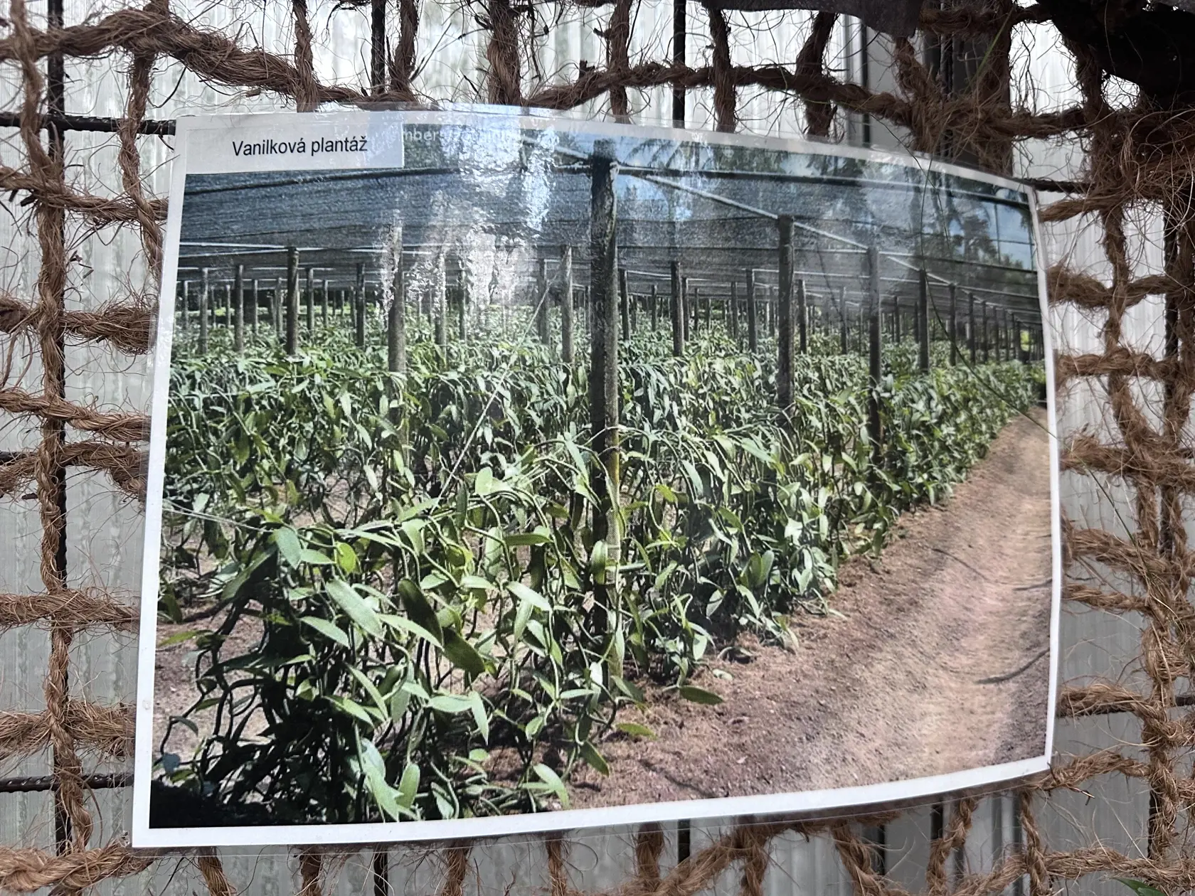 Vanilkové plantáže.