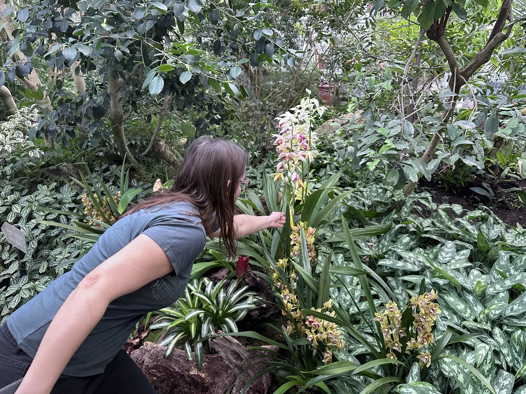Fajus veľkolistý sa tu radí medzi tie výstavné kusy, ktoré bežne len tak neuvidíte. „Táto orchidea pochádza z juhovýchodnej Ázie, Austrálie a tichomorských ostrovov. Ide o terestrickú orchideu, to znamená, že nerastie prichytená na iných rastlinách, ale vyrastá priamo zo zeme. Jej listy môžu dorastať do dĺžky tridsať centimetrov až jeden meter a kvety vyrastajú spolu v súkvetiach v počte 10-25 kvetov. Súkvetie vie mať aj 1,2 metra."