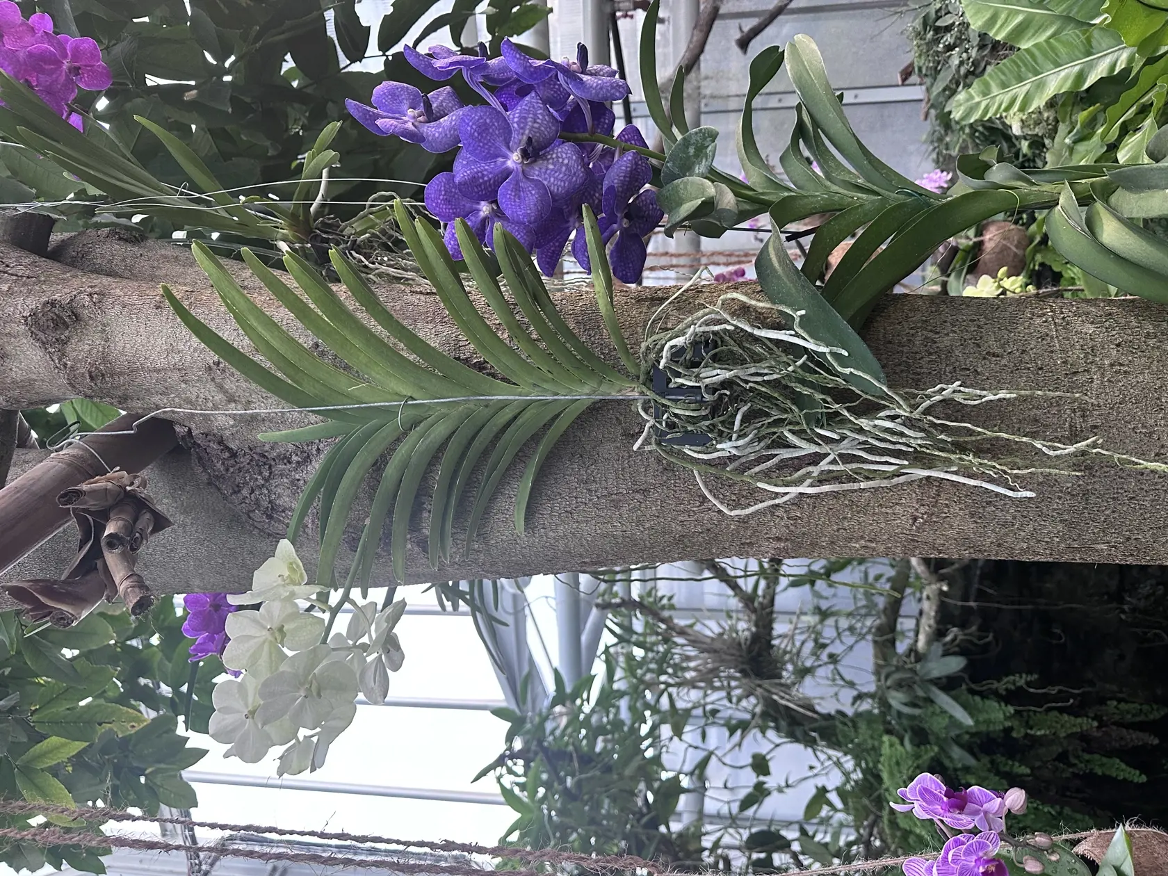 Výstava orchideí v Botanickej záhrade UPJŠ Košice.