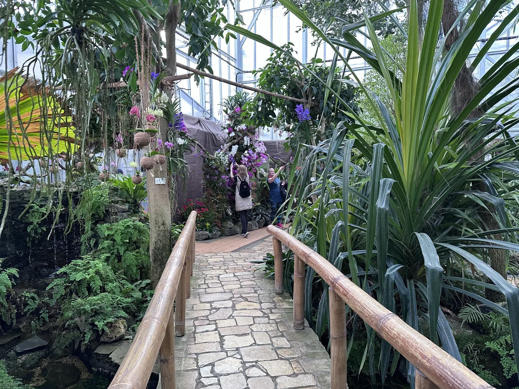 Výstava orchideí v Botanickej záhrade UPJŠ Košice.