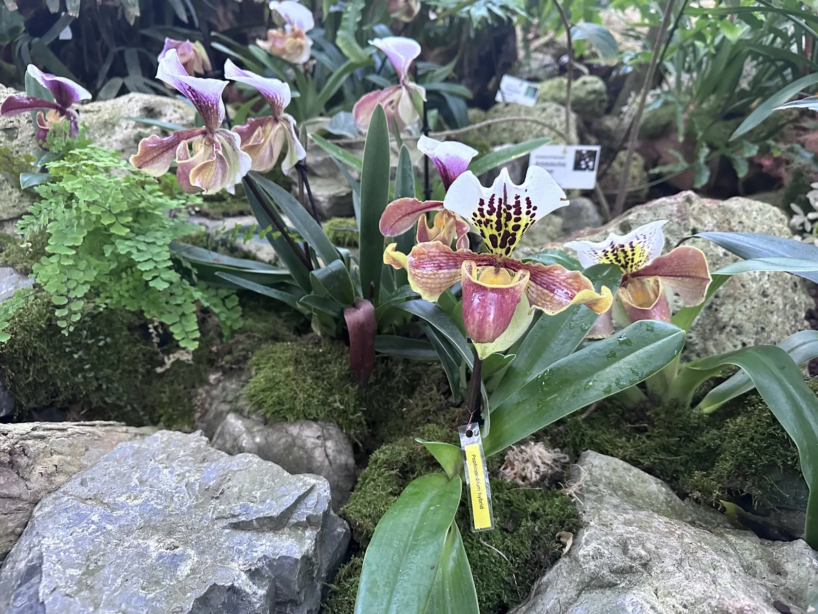 Výstava orchideí spolu s výstavou motýľov patrí medzi najnavštevovanejšie.
