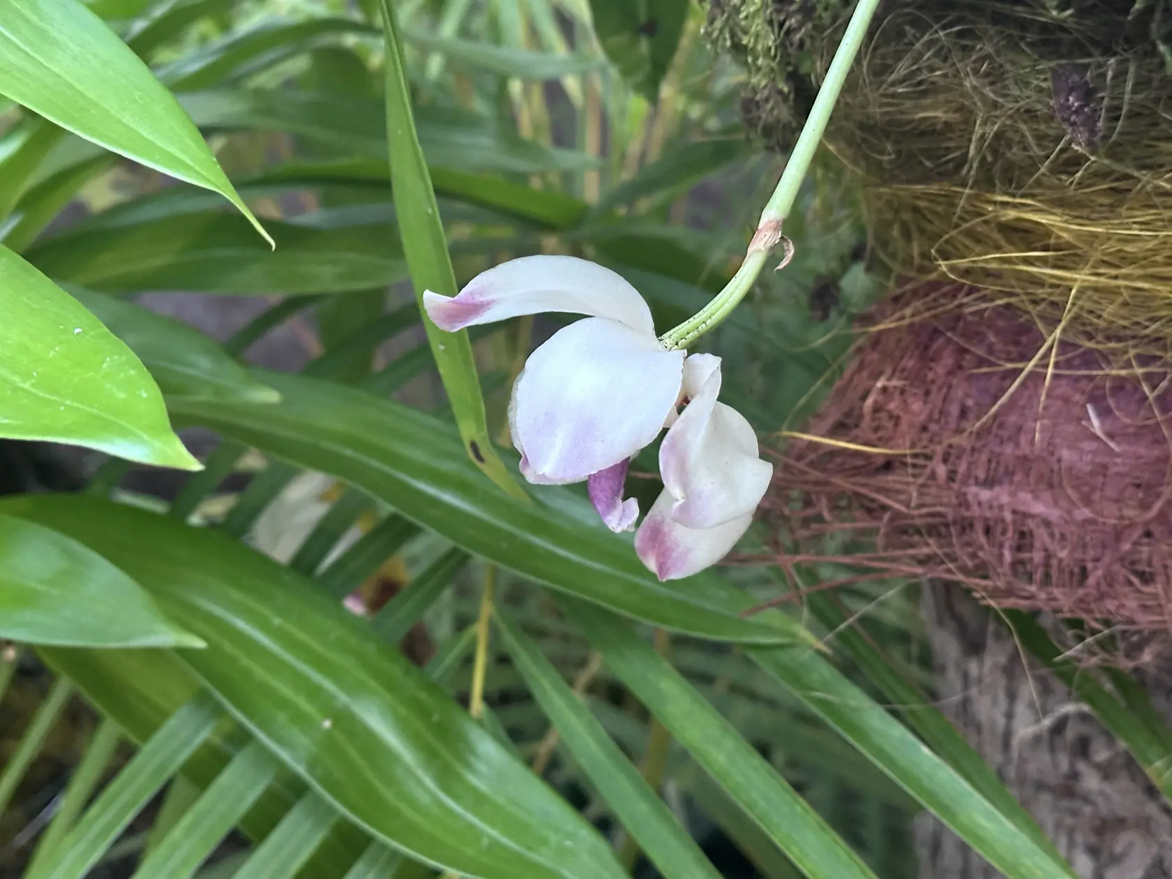 Tento rok však návštevníkov lákajú na atypickú orchideu Pescatoria dayana známu svojou nádhernou vôňou. Jej voňavé kvety dorastajú do siedmich centimetrov, sú voskovité a dlhotrváce.