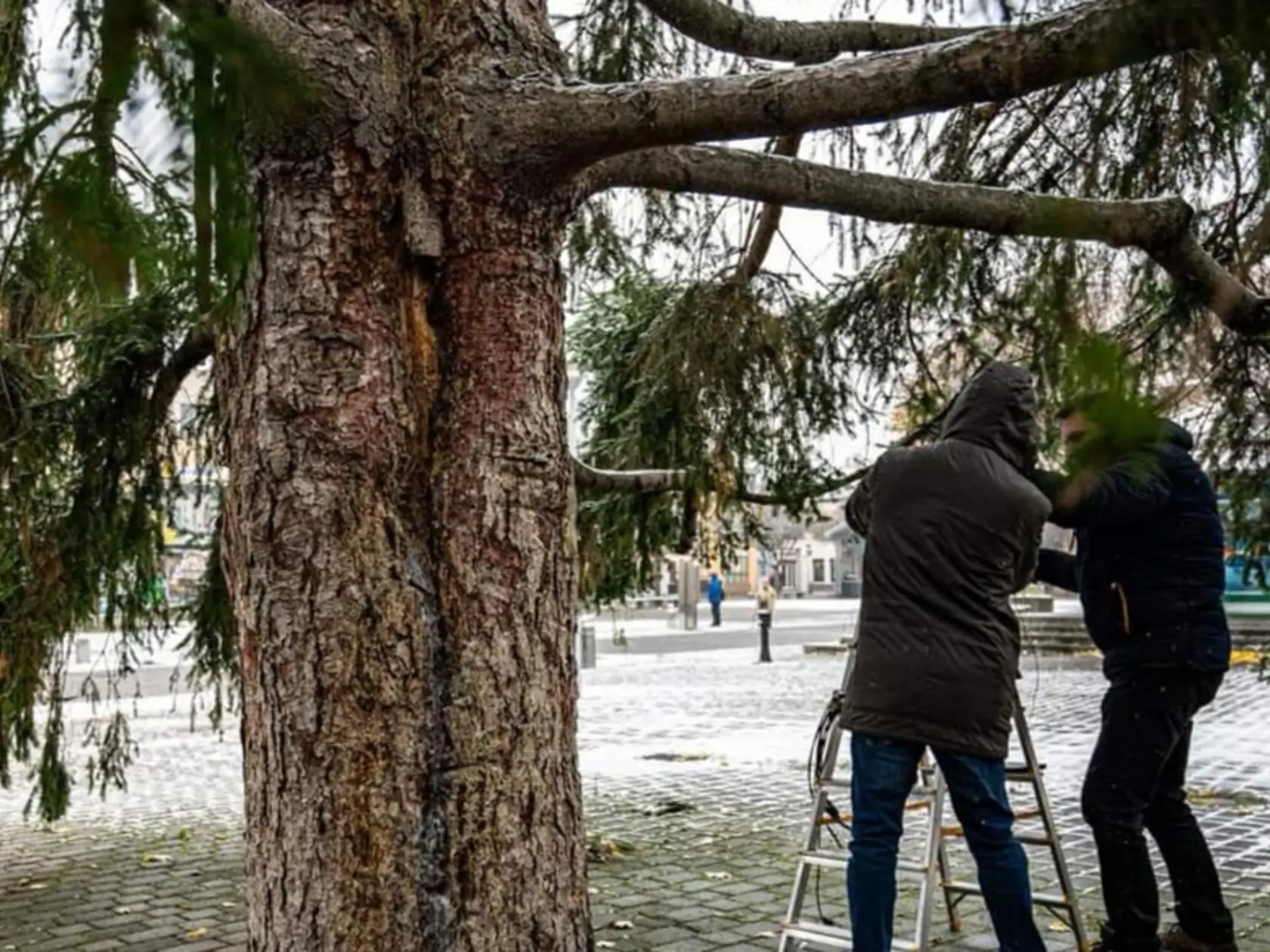 Nové merania ukázali, že tohtoročné sviatky ešte strom môže zostať na svojom mieste.