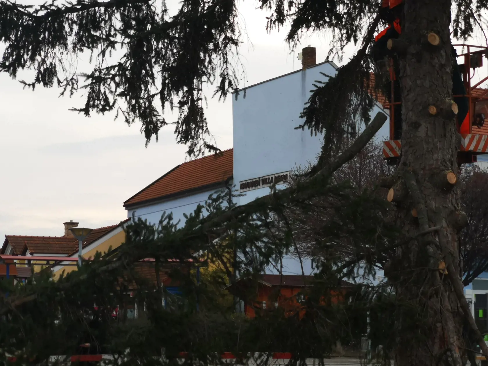 Navyše mesto zasadí na námestí iný živý strom, ktorý bude slúžiť ako vianočný.