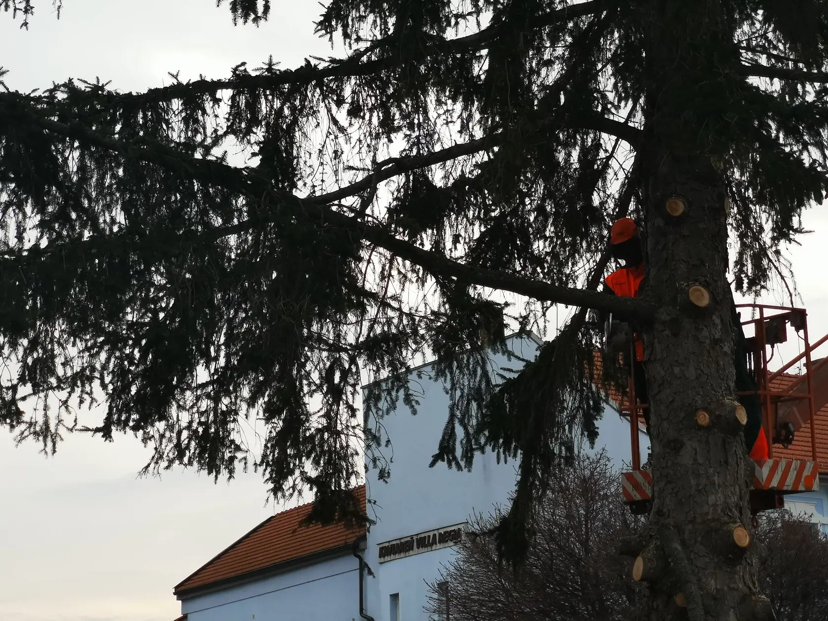 V stredu nastúpili do Nového Mesta pilčíci a strom postupne poslali k zemi.