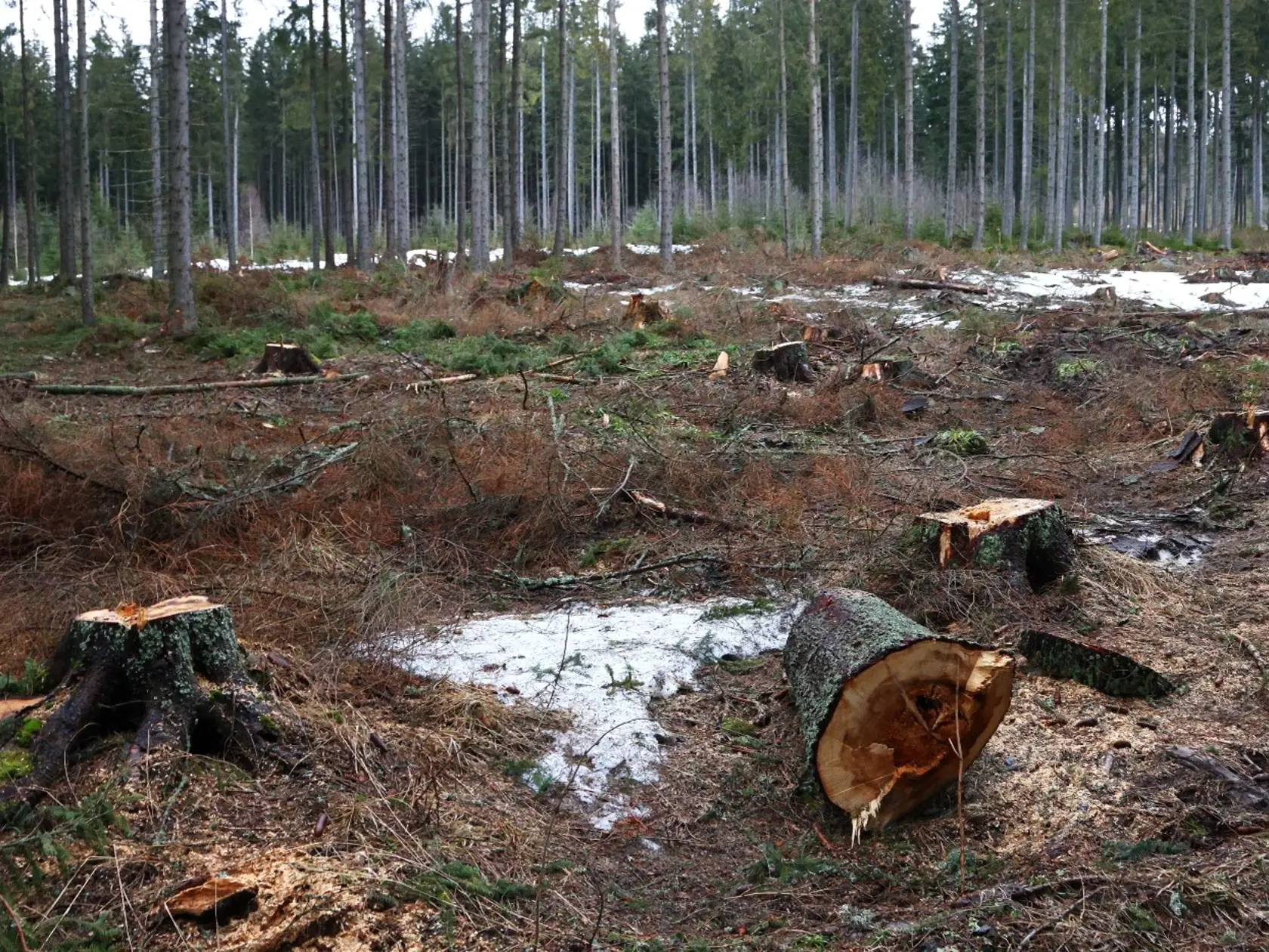 Tatranská prírodná rezervácia Kôprová dolina vyzerá po ťažbe dreva ako stavenisko.