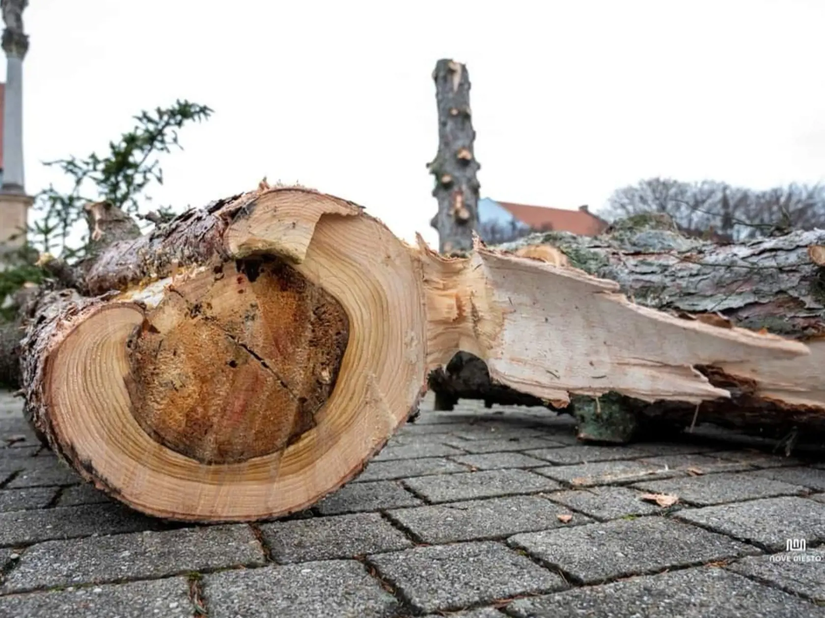 Kmeň stromu nebol zdravý.
