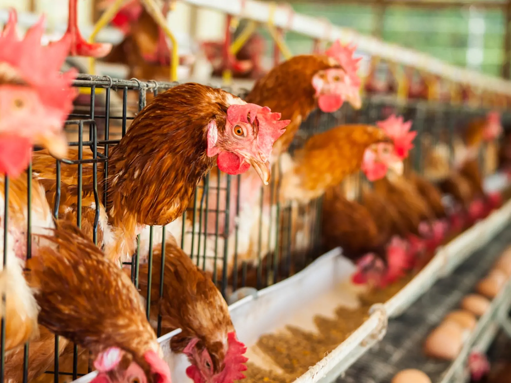 Na Slovensku sa objavila vtáčia chrípka A(H5N8).