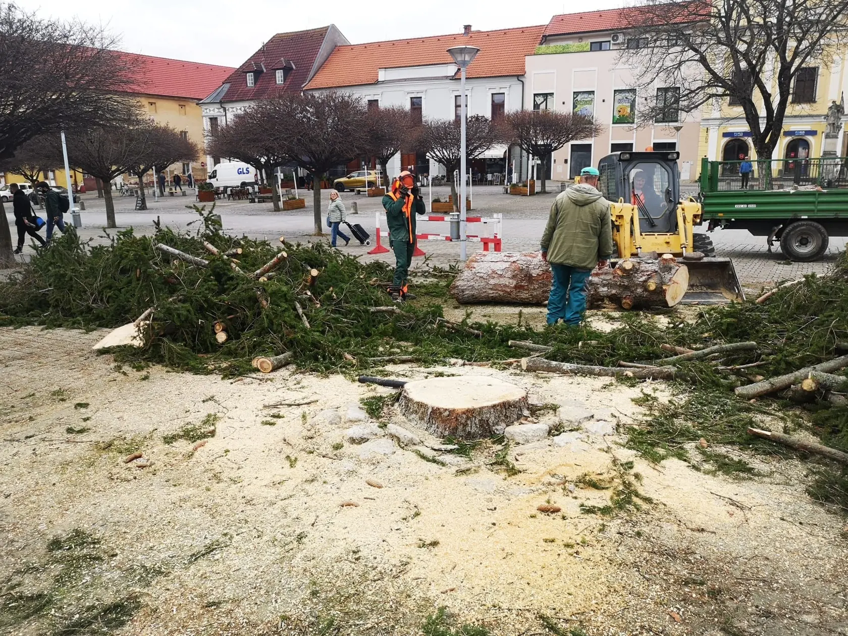 Kmeň bol na viacerých miestach zhnitý.