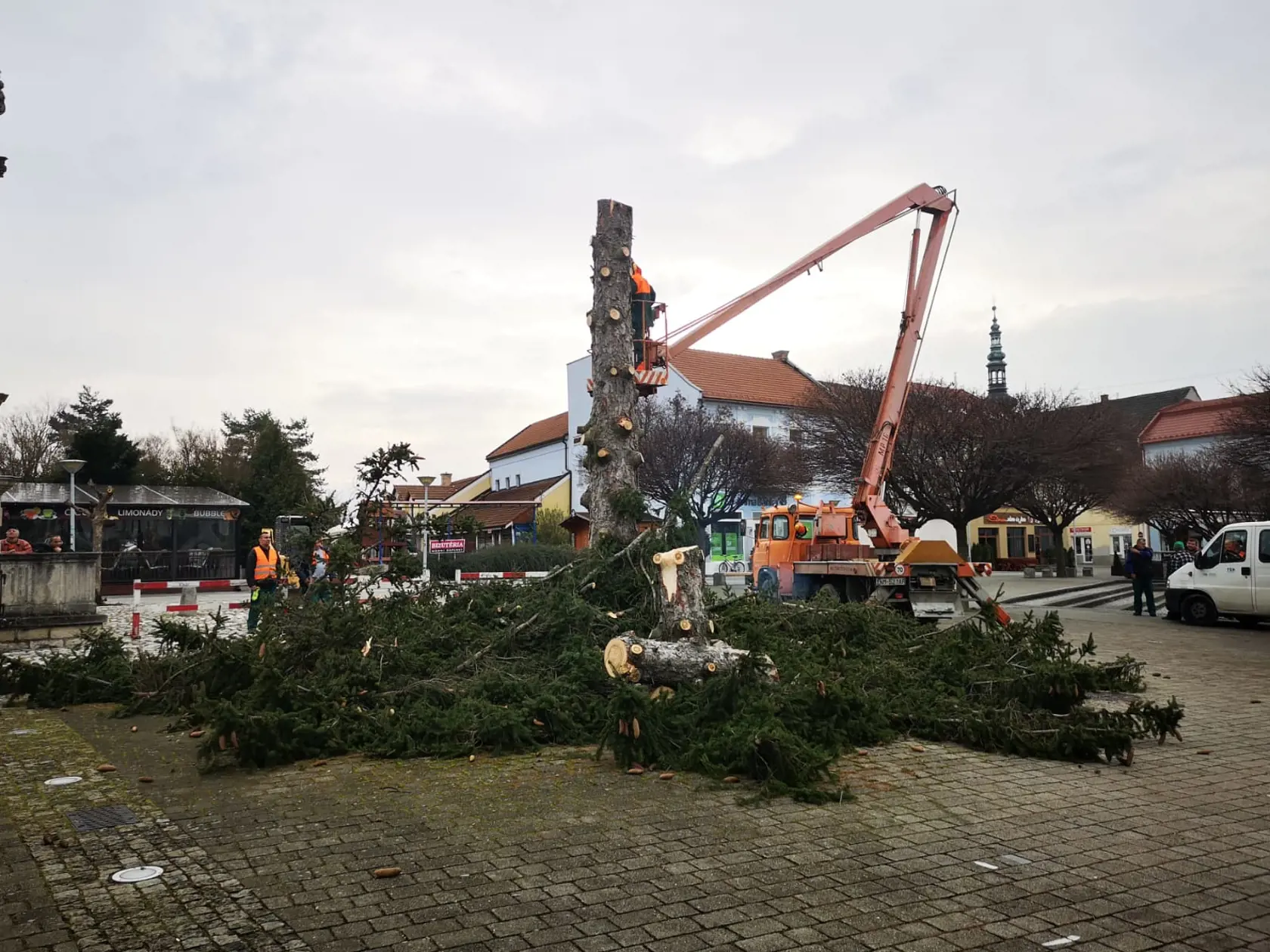 Vyrúbaný smrek nahradí nový strom.