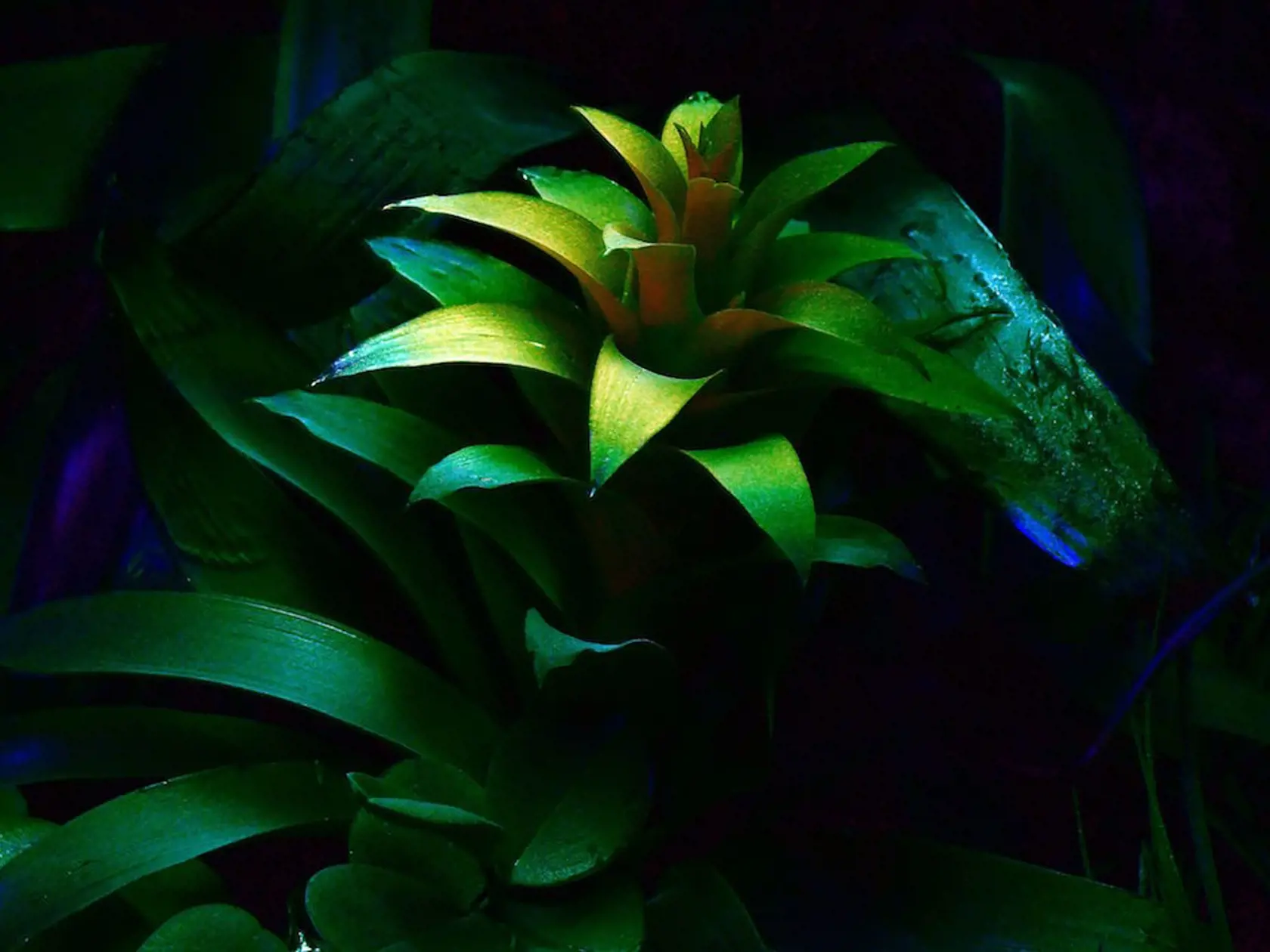 V košickej botanickej záhrade otvorili navšednú výstavu magických svetielkujúcich rastlín. 