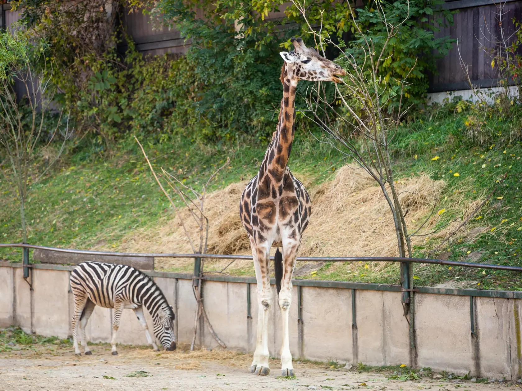 Zazimovanie zvierat v bratislavskej zoologickej záhrade.