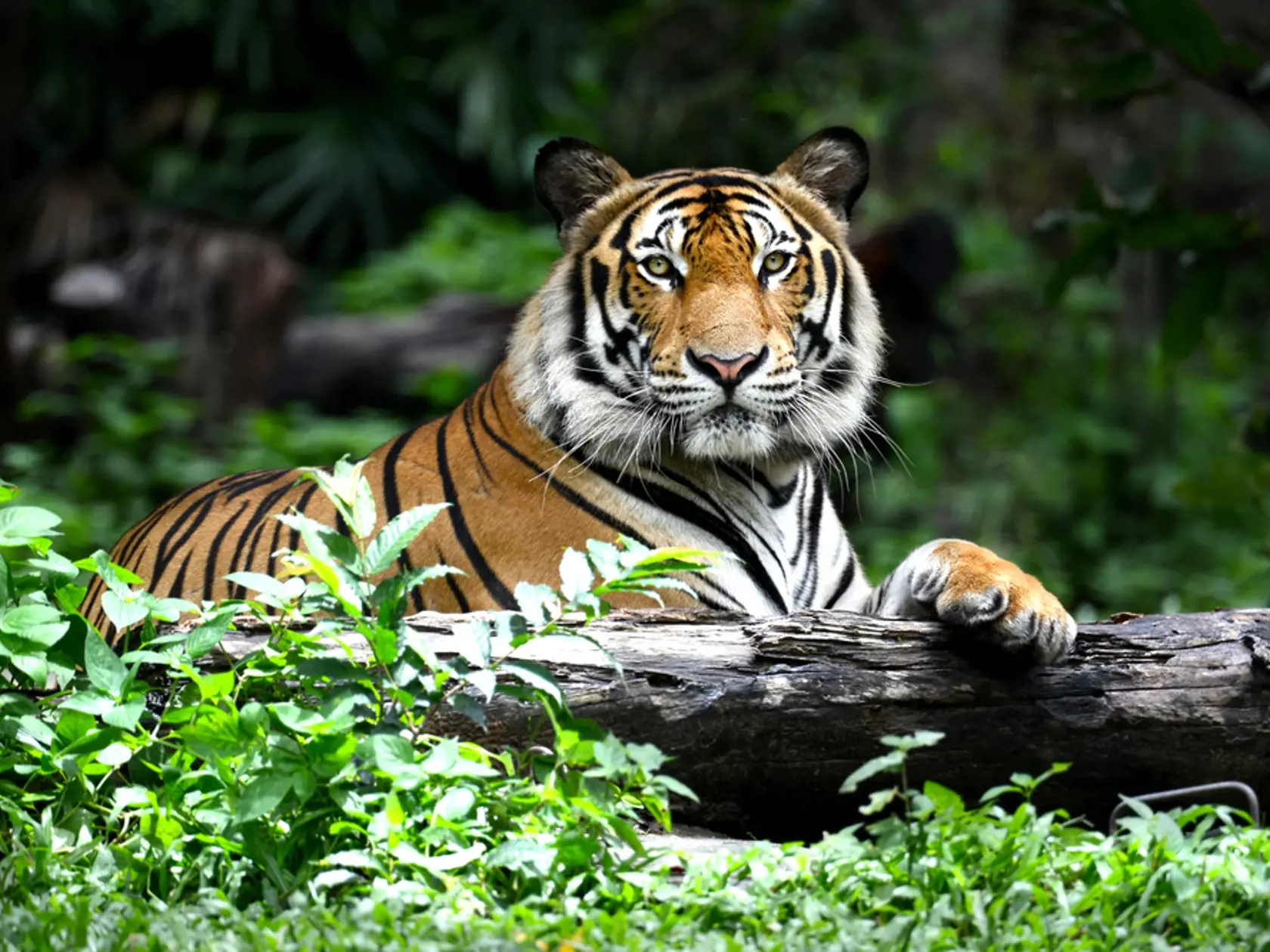 Tiger bengálsky (Ilustračné foto)