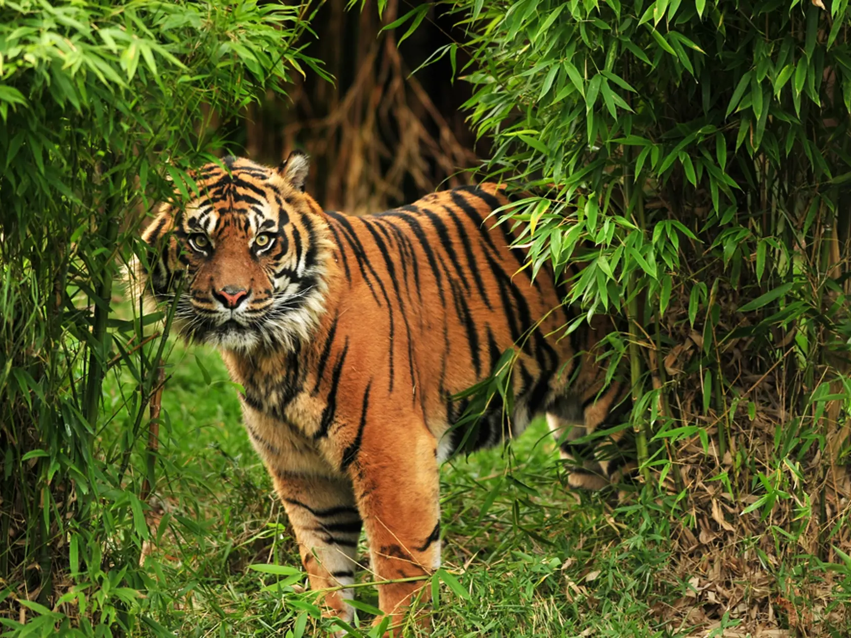 Tiger bengálsky (Ilustračné foto)