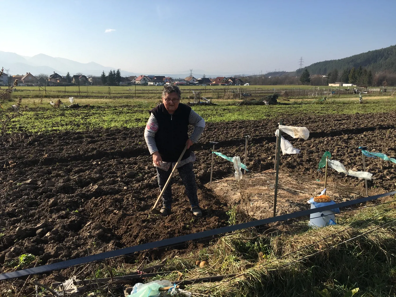 Pani Ľudmila z Krasňan sa po voľbách ponáhľala do záhradky sadiť cesnak a cibuľu.
