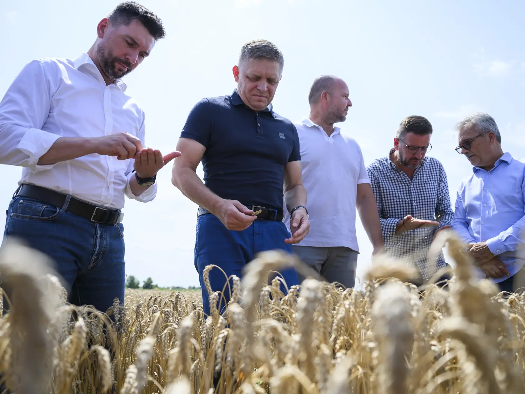 Na snímke zľava minister pôdohospodárstva a rozvoja vidieka SR Richard Takáč (Smer-SD), predseda vlády SR Robert Fico (Smer-SD), predseda Slovenskej poľnohospodárskej a potravinárskej komory (SPPK) Andrej Gajdoš a podpredseda SPPK Emil Macho pózujú v žite počas  žatvy na poľnohospodárskom družstve Agro Voderady v obci Slovenská Nová Ves v okrese Trnava v pondelok 8. júla 2024. FOTO TASR - Jaroslav Novák