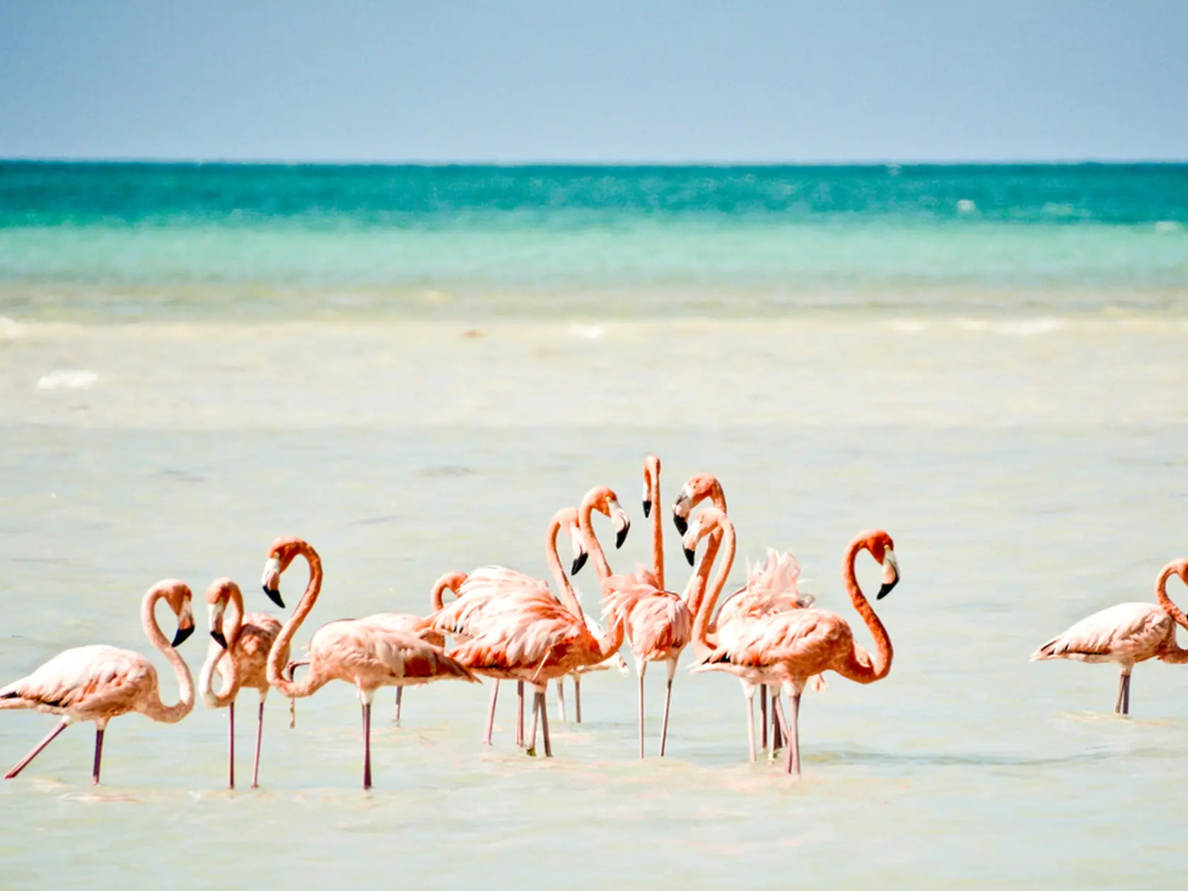 Flamingos on Isla Holbox, Mexico